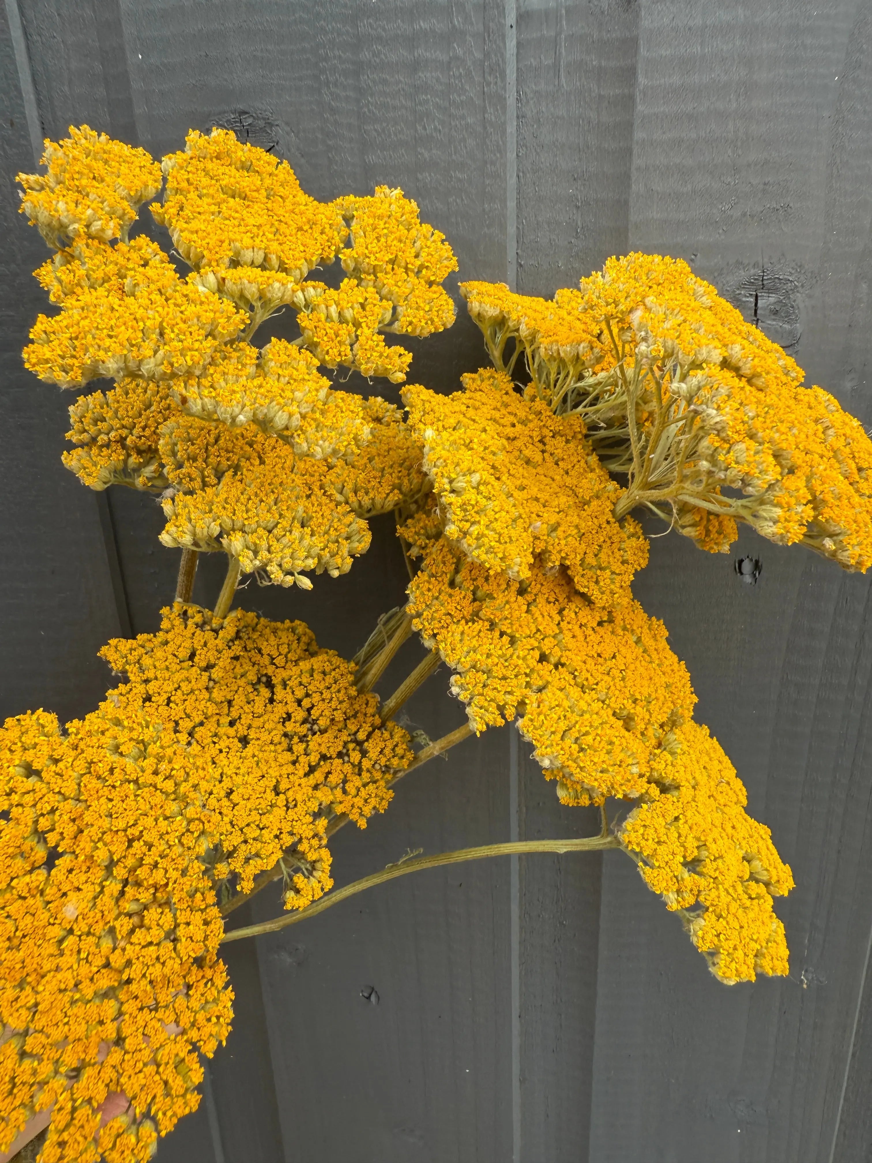 Achillea Cloth of Gold Dried - English Country Gardens