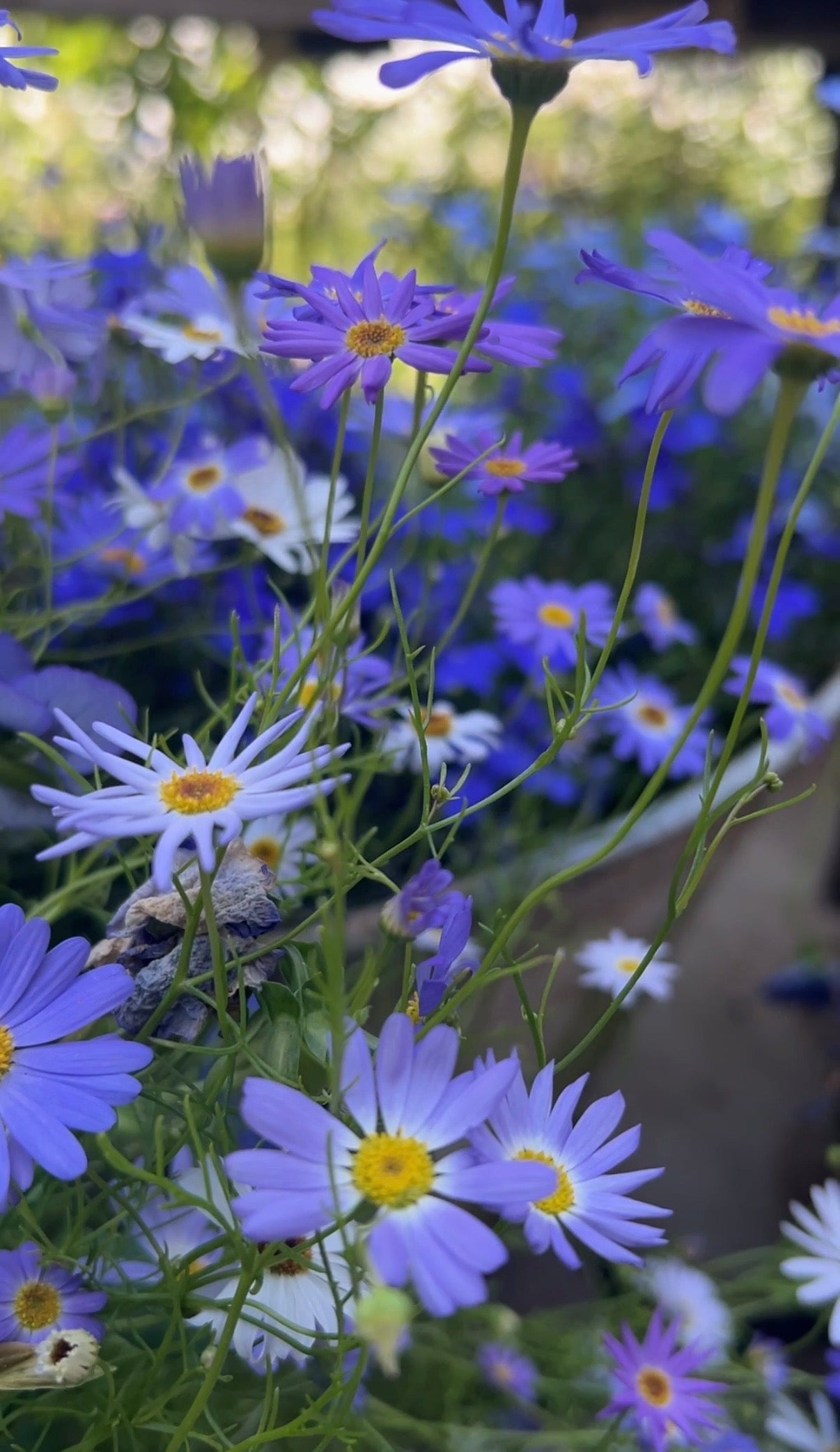 Swan River Daisies Mixed
