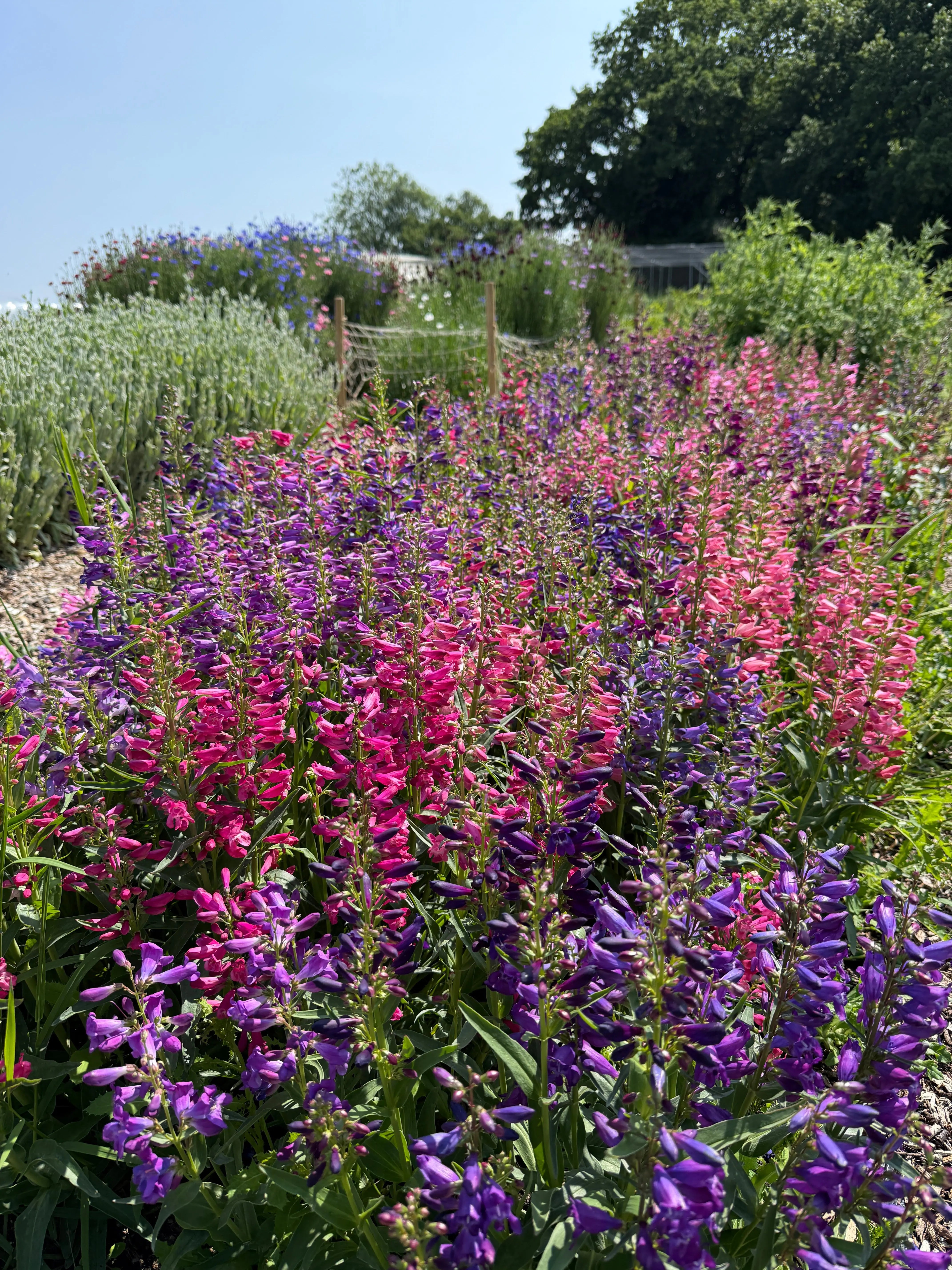 Penstemon Cambridge Mix - English Country Gardens