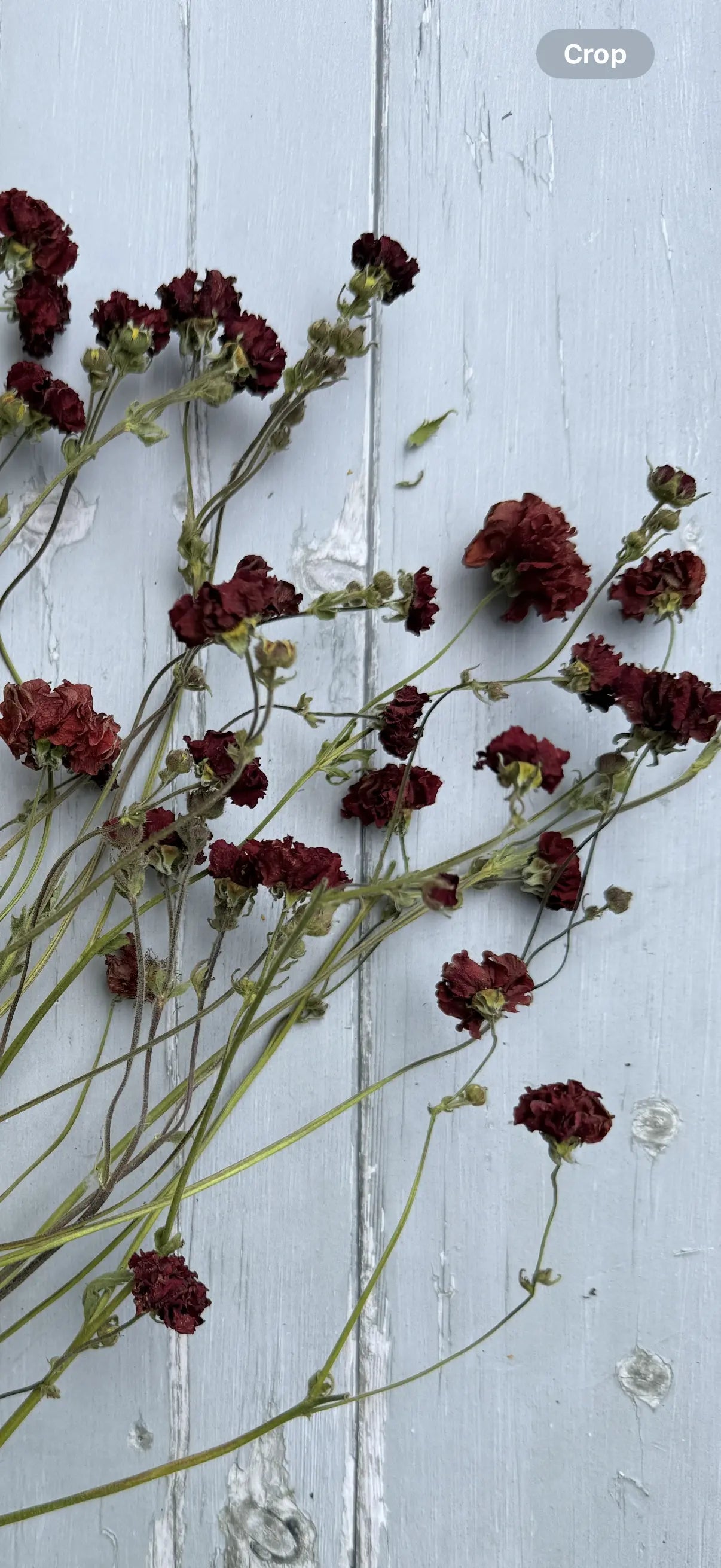 Geums Dried - English Country Gardens