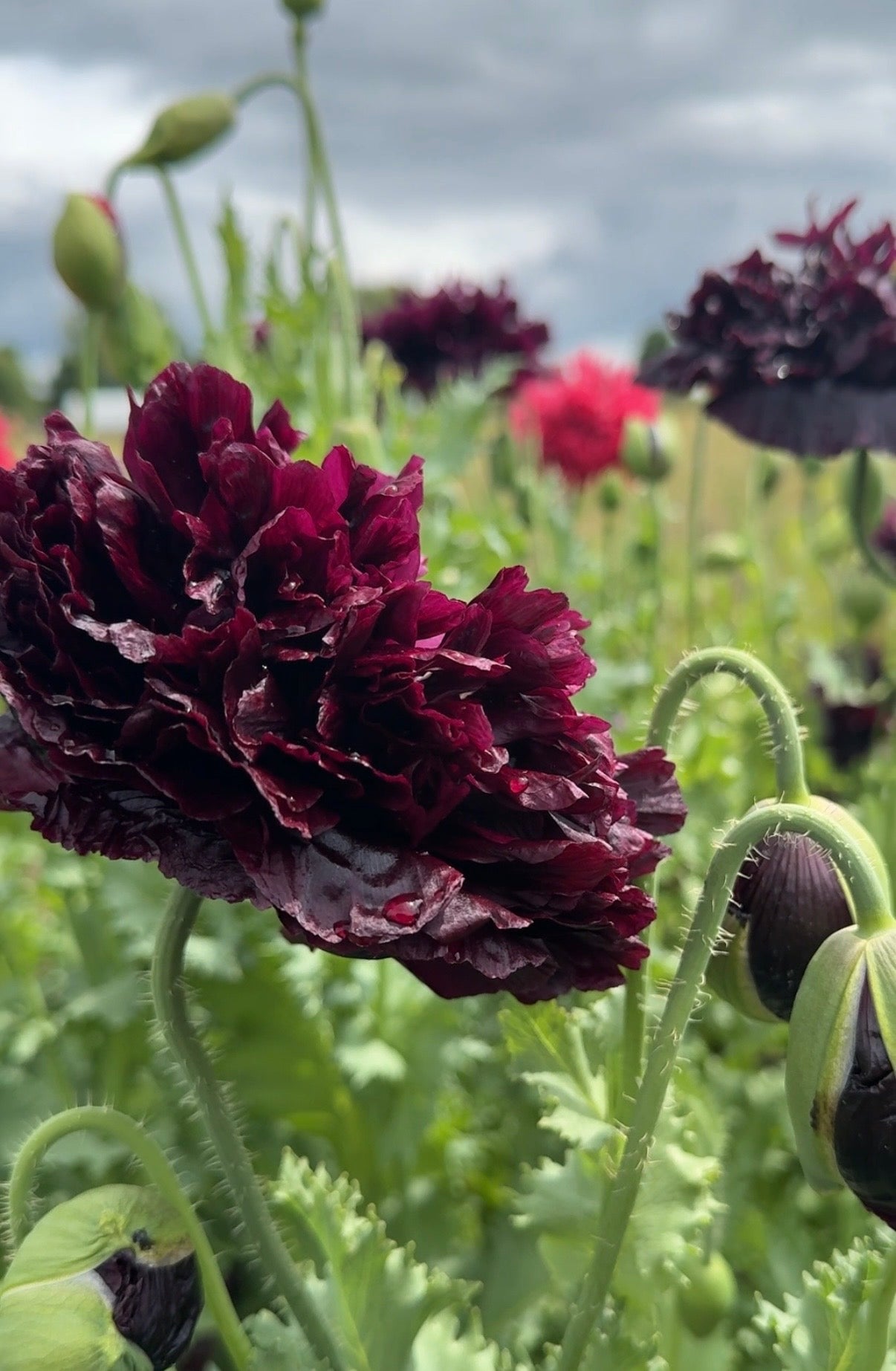 Poppy Black Peony - English Country Gardens