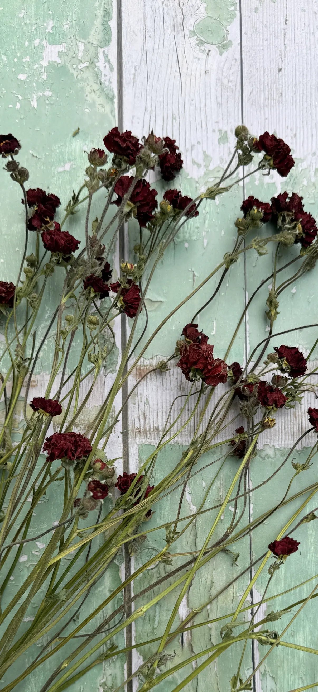 Geums Dried - English Country Gardens