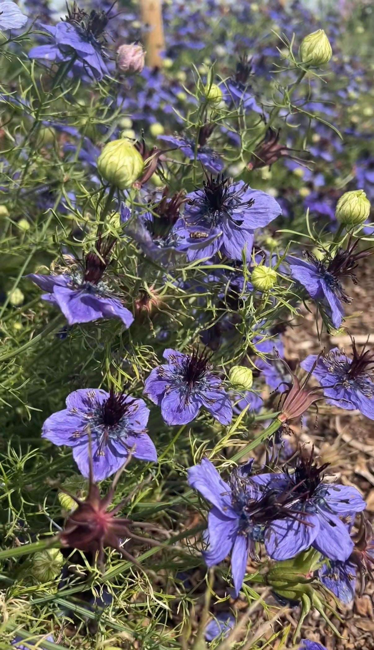 Nigella hispanica