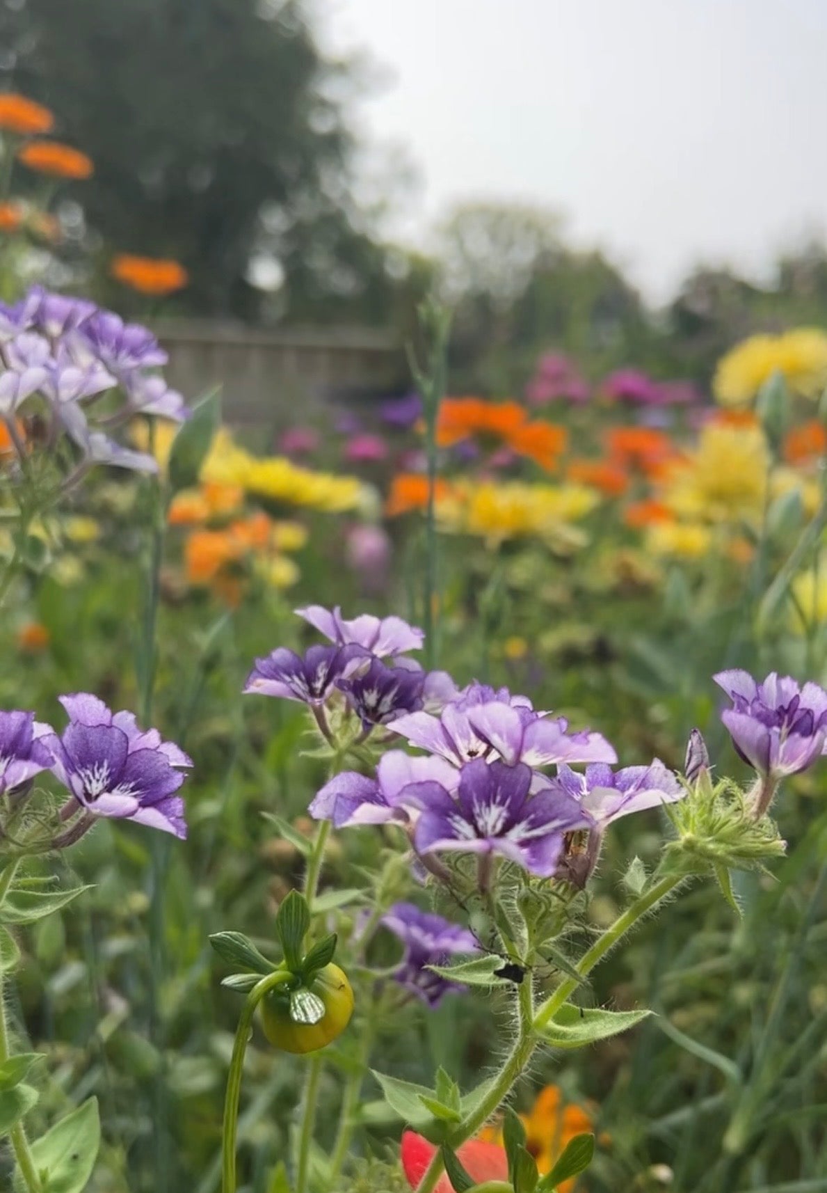 Phlox Sugar Stars
