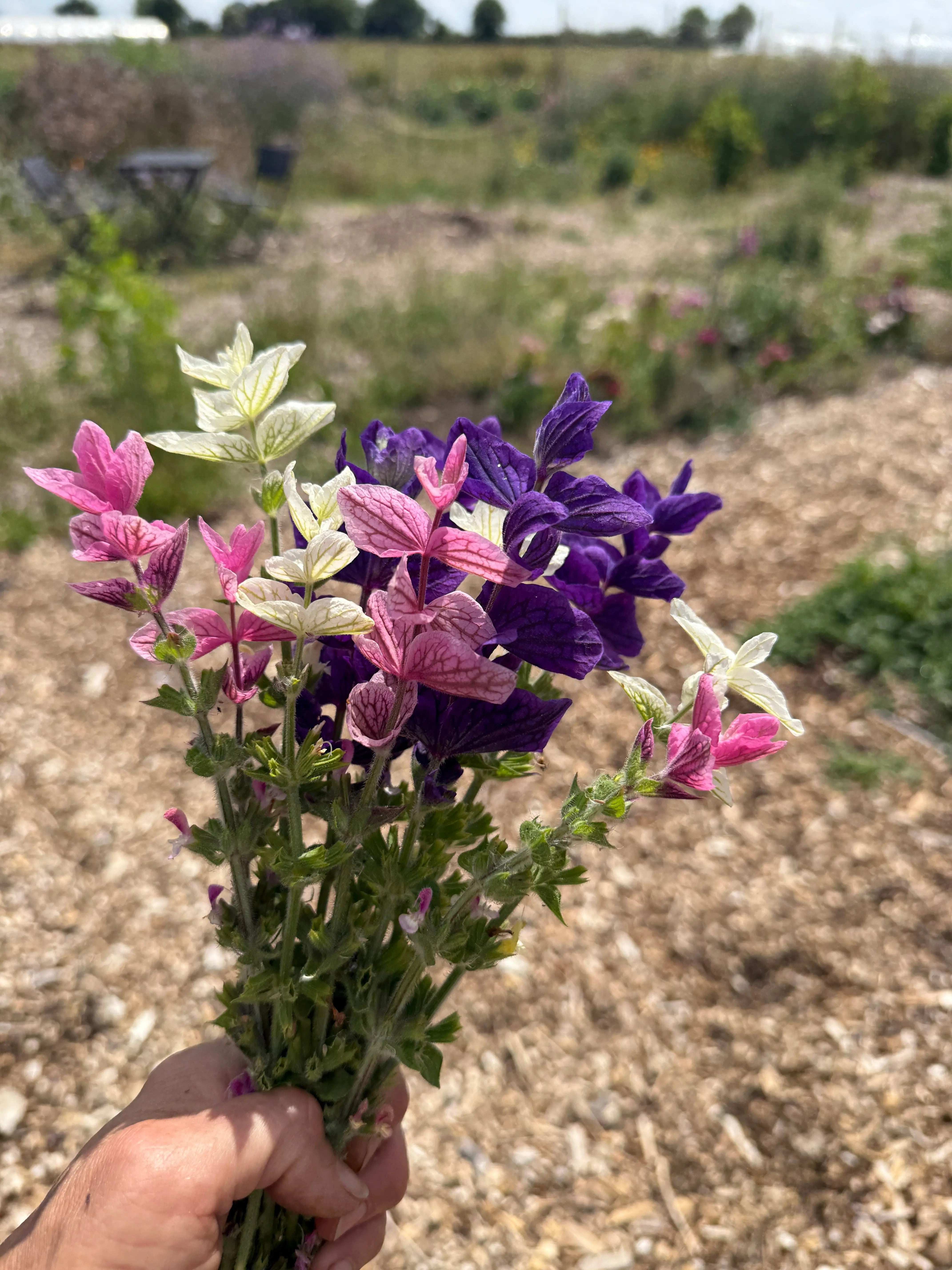 Clary Sage Crown Bouquet Mixed