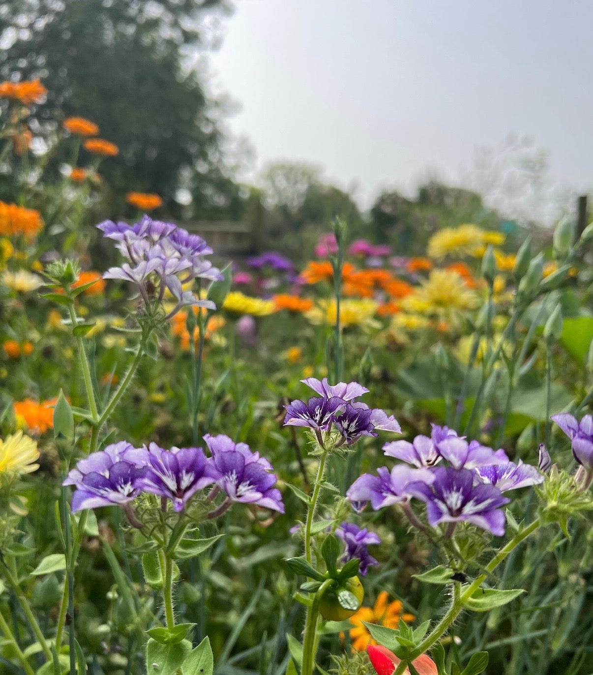 Phlox Sugar Stars