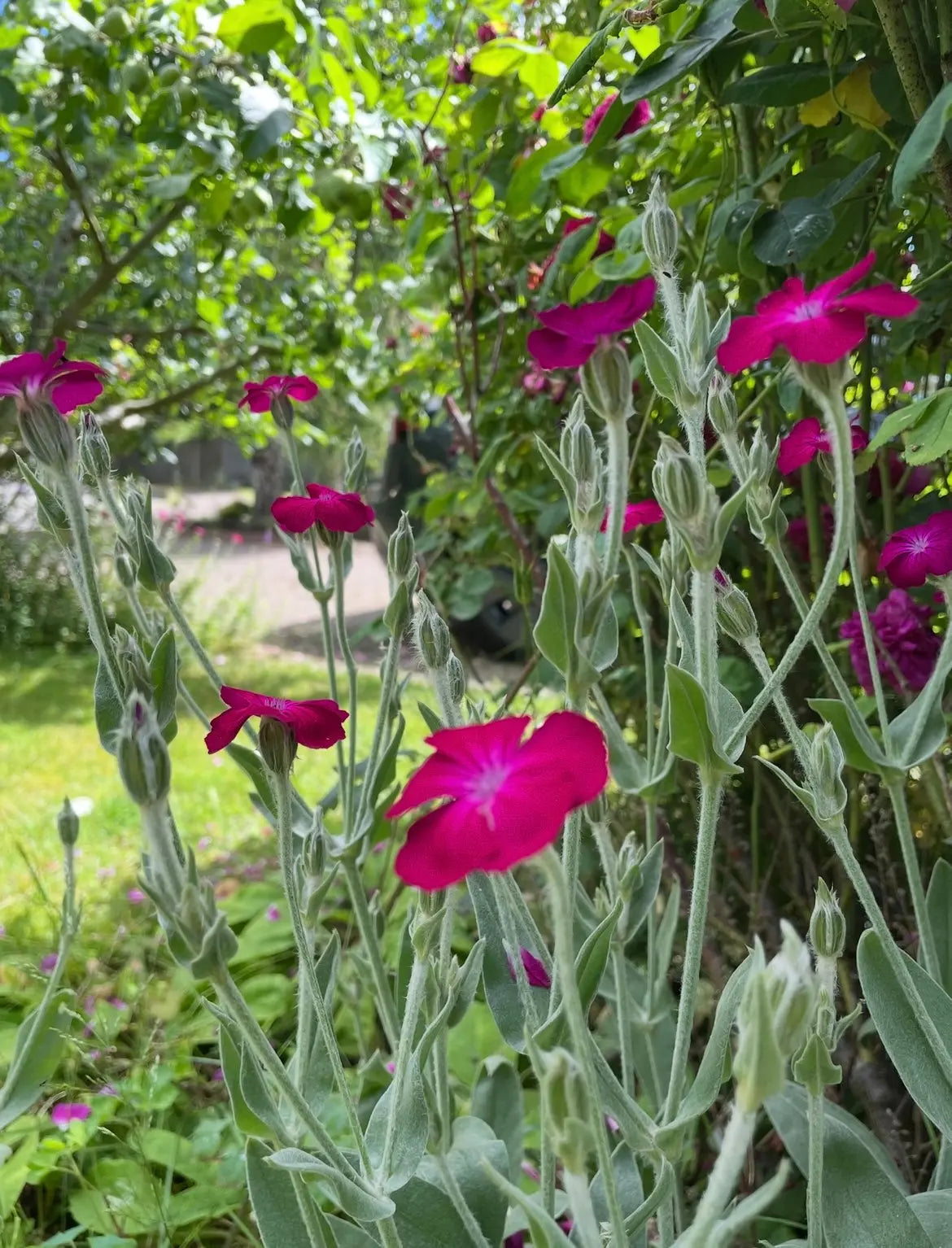 Rose Campion