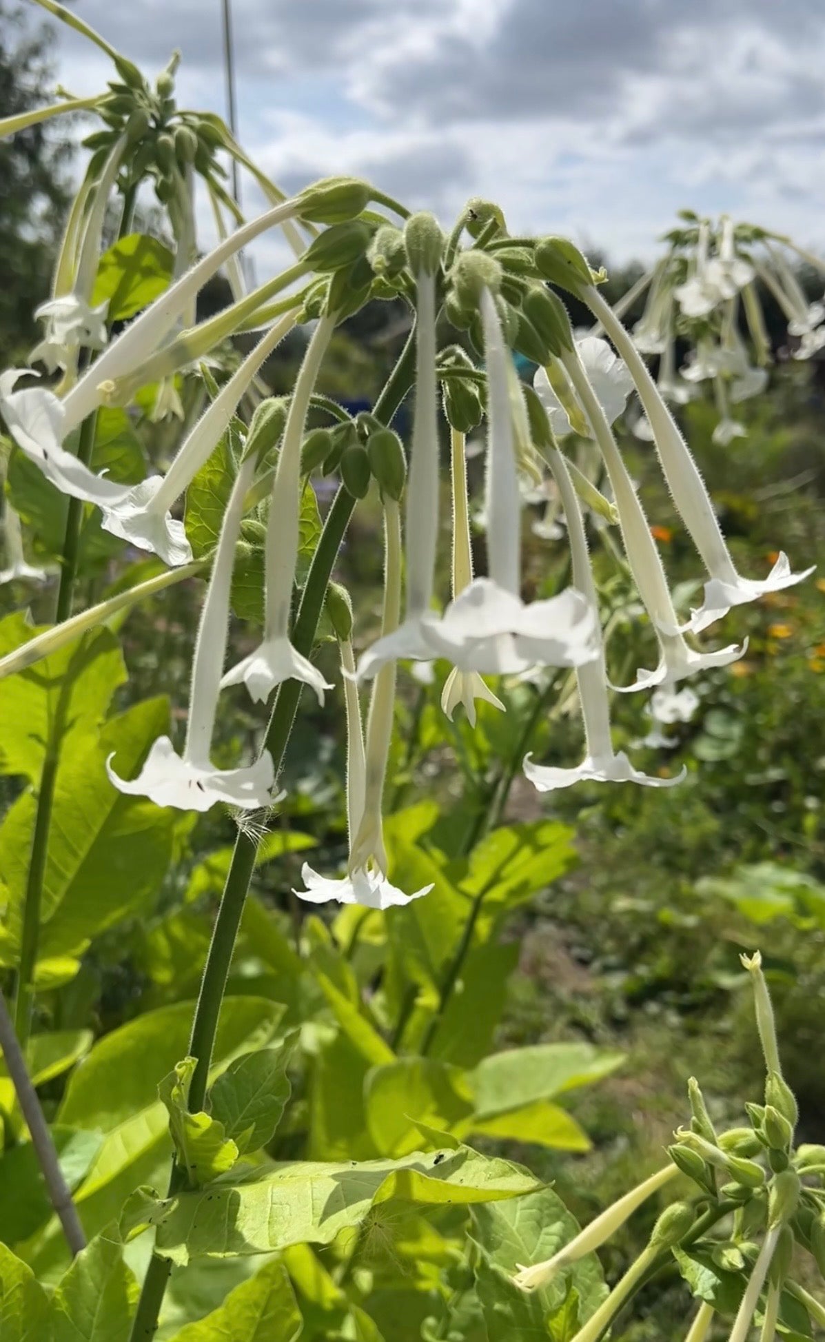 Nicotiana White Trumpets - English Country Gardens