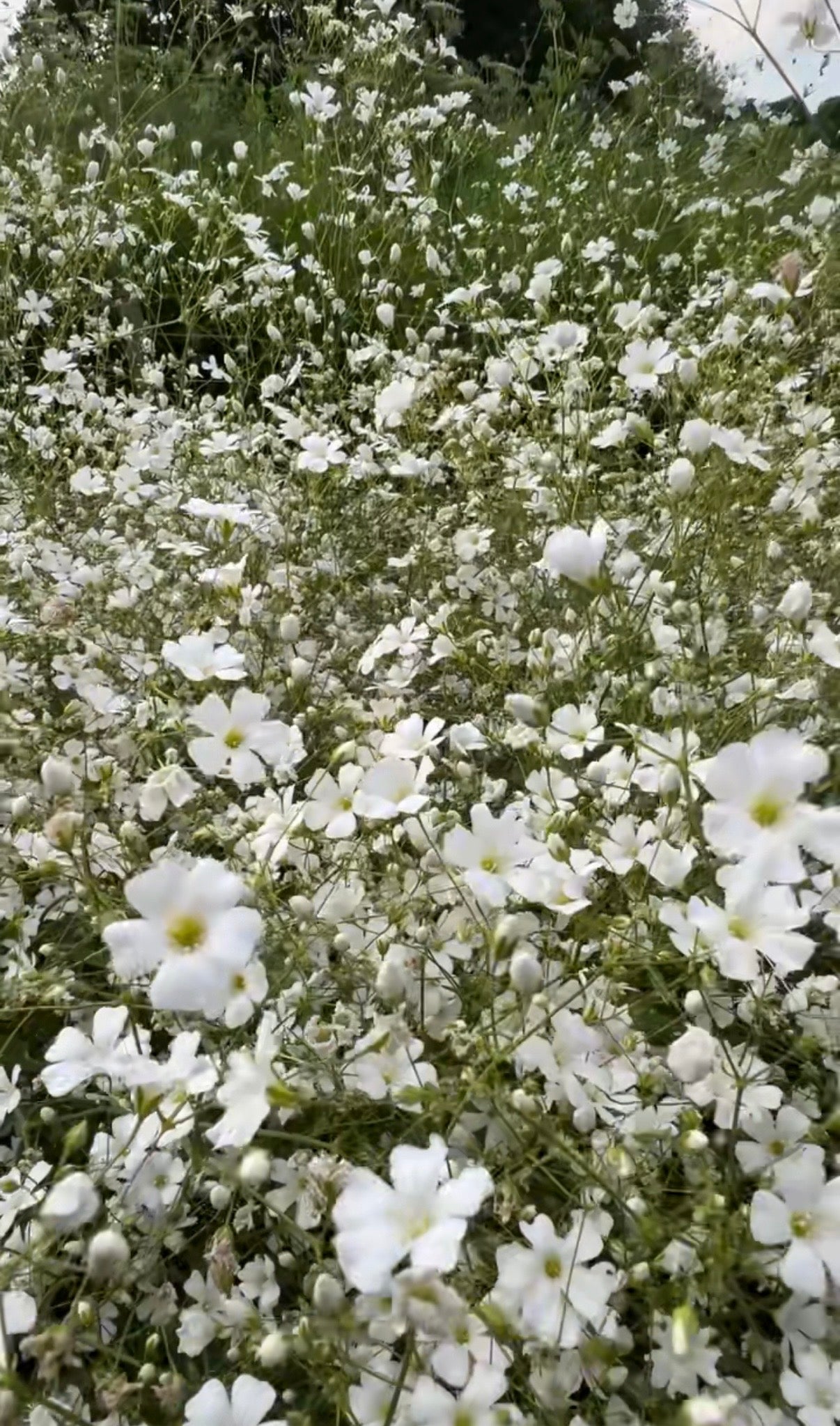 Gypsophila Covent Garden