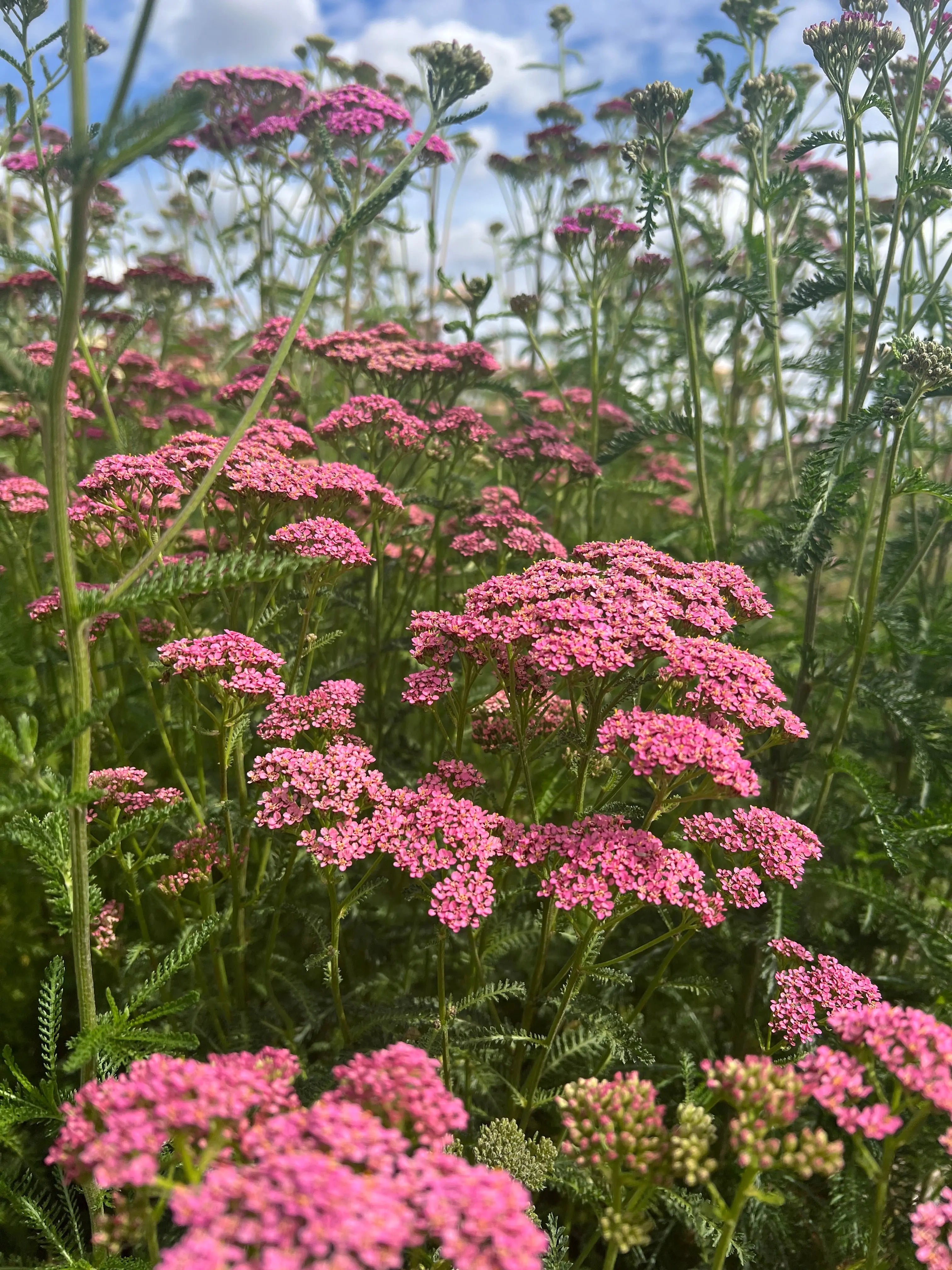 Achillea Cerise Queen
