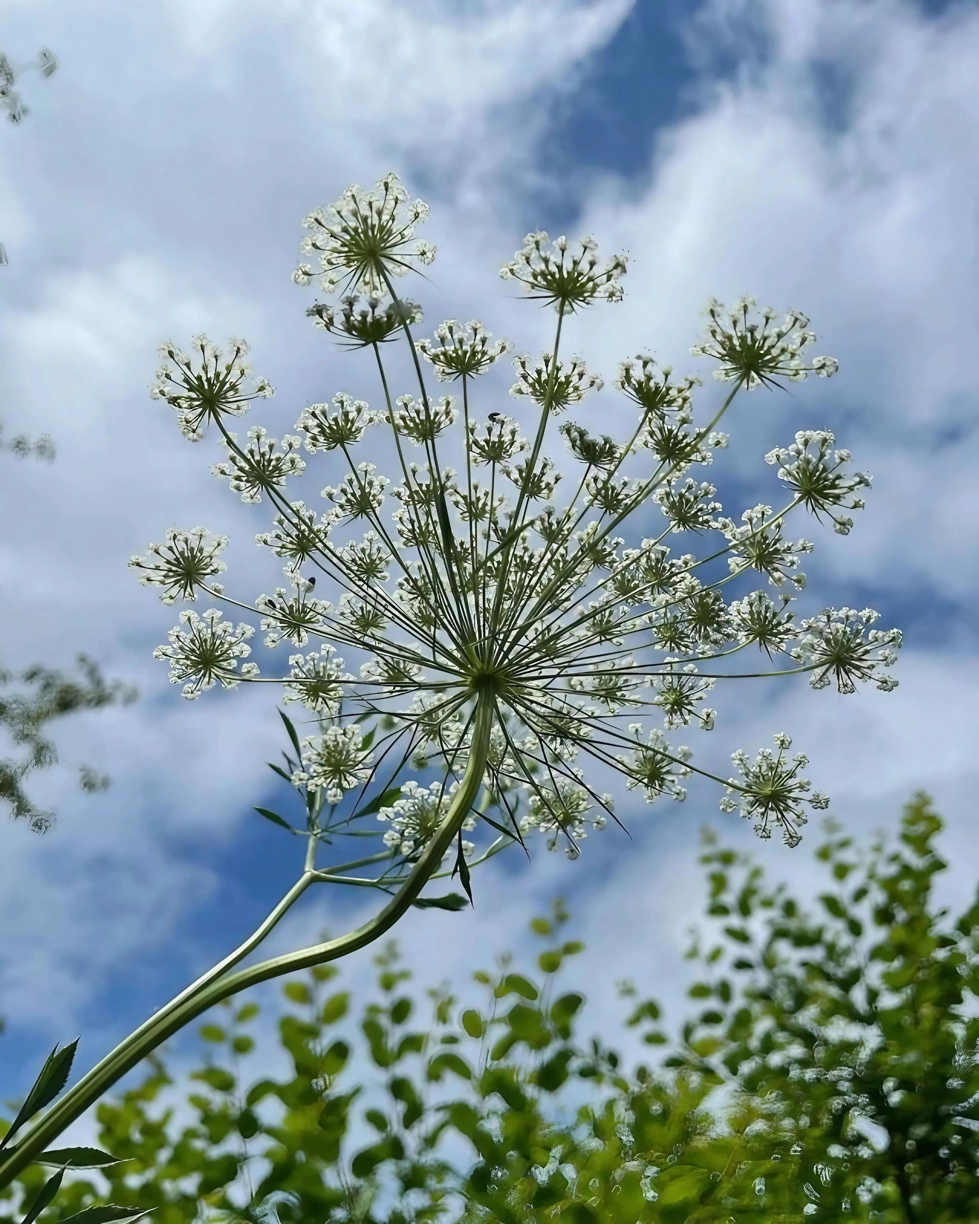 Ammi majus