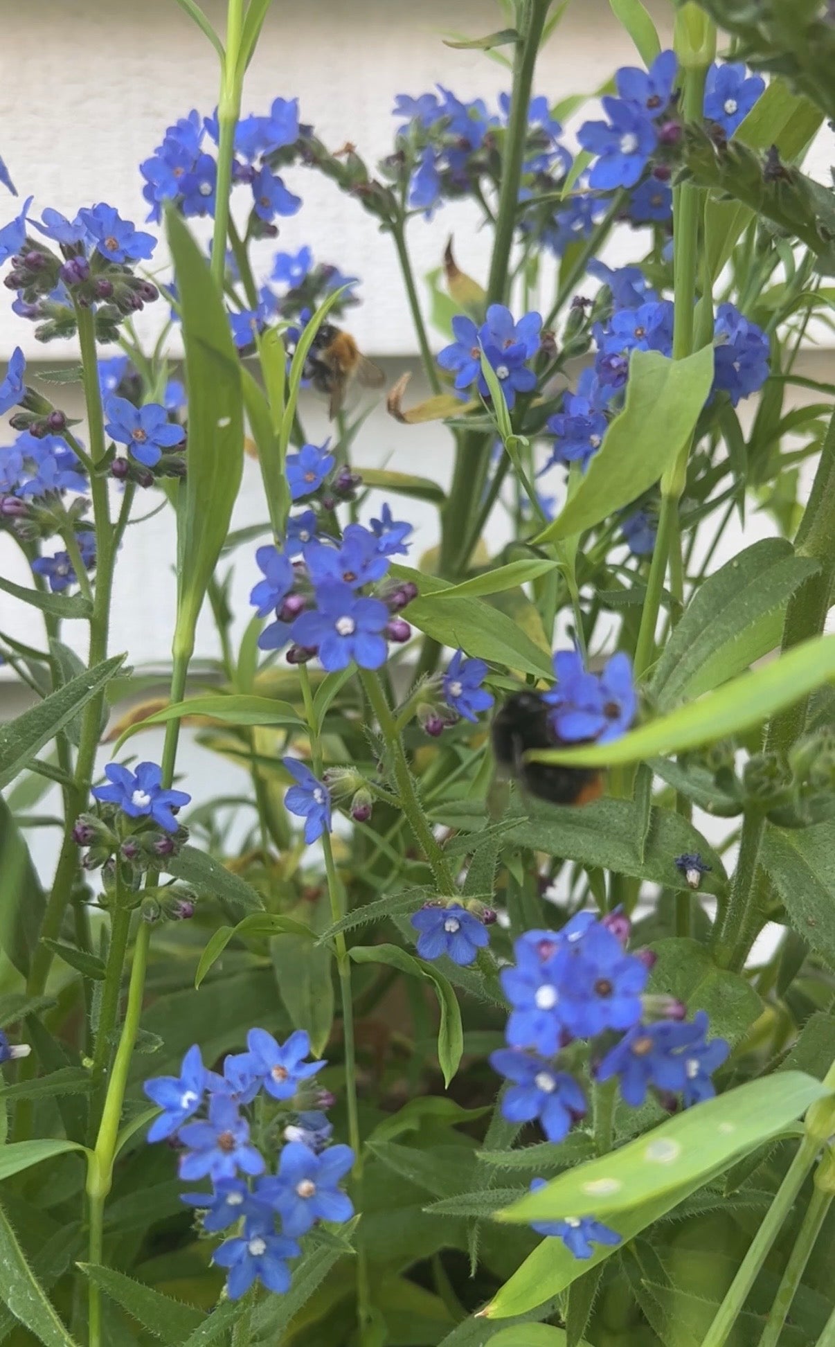 Anchusa Blue Angel