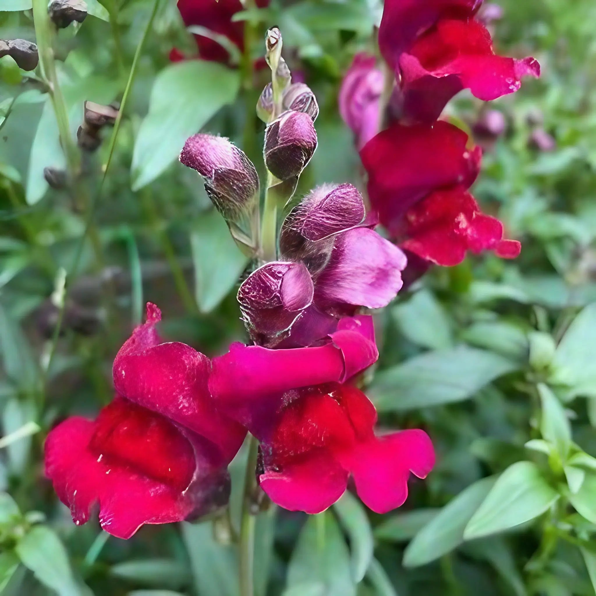 Antirrhinum Crown Mixed