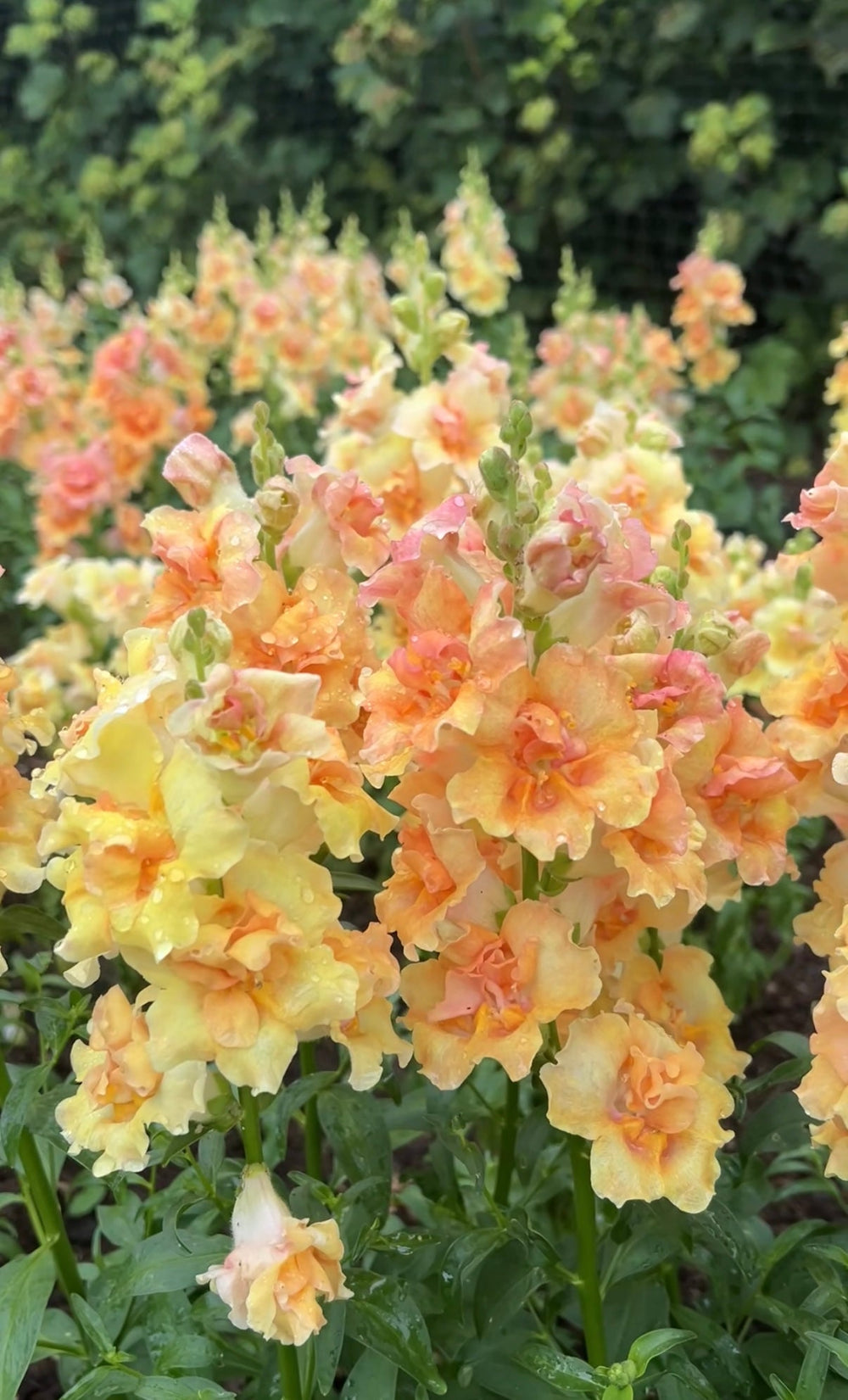 antirrhinum-doubleshot-peach-seeds-double-cutting-snapdragon-annual