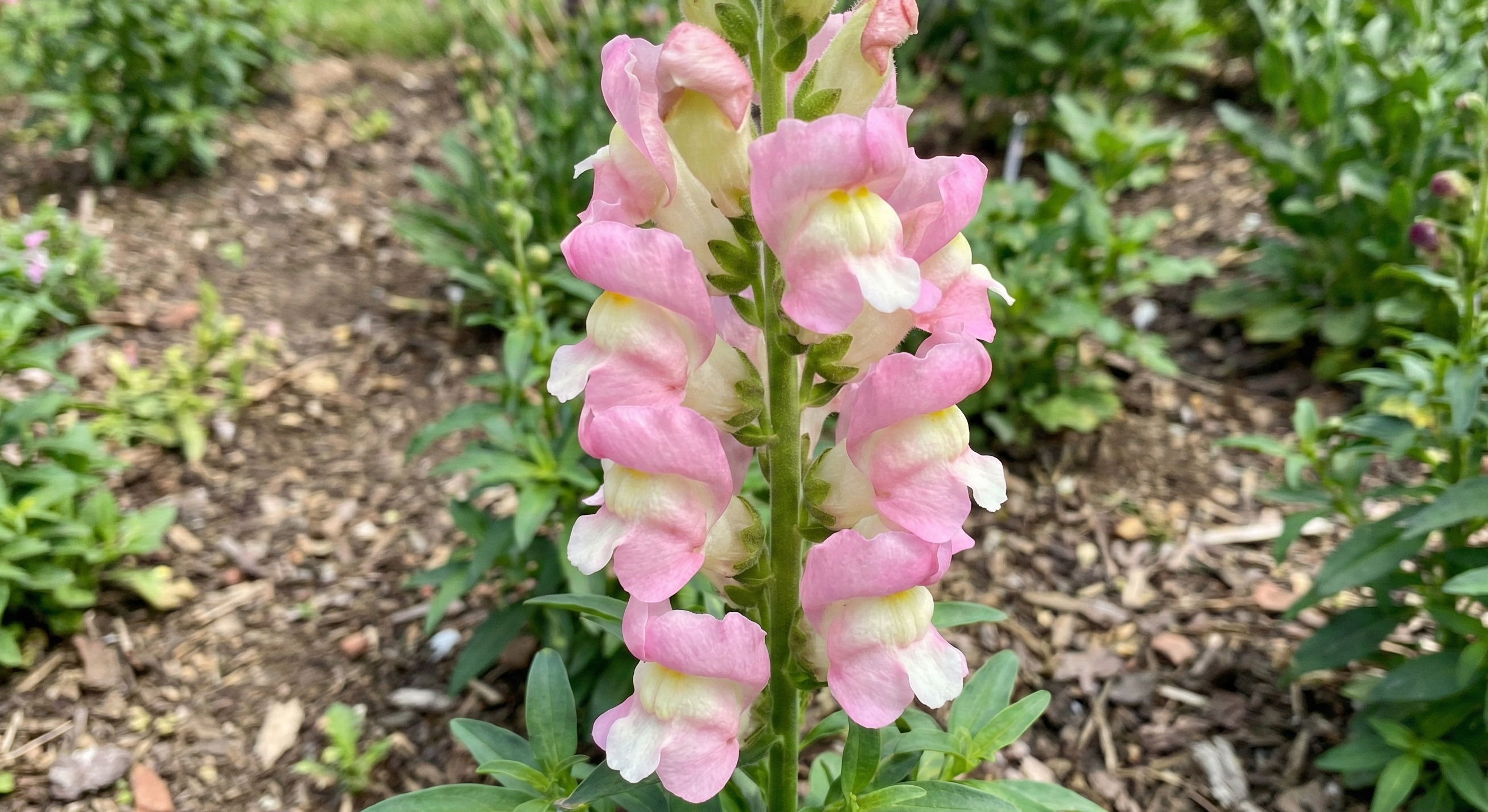 Antirrhinum Sweet Duet Apple Blossom
