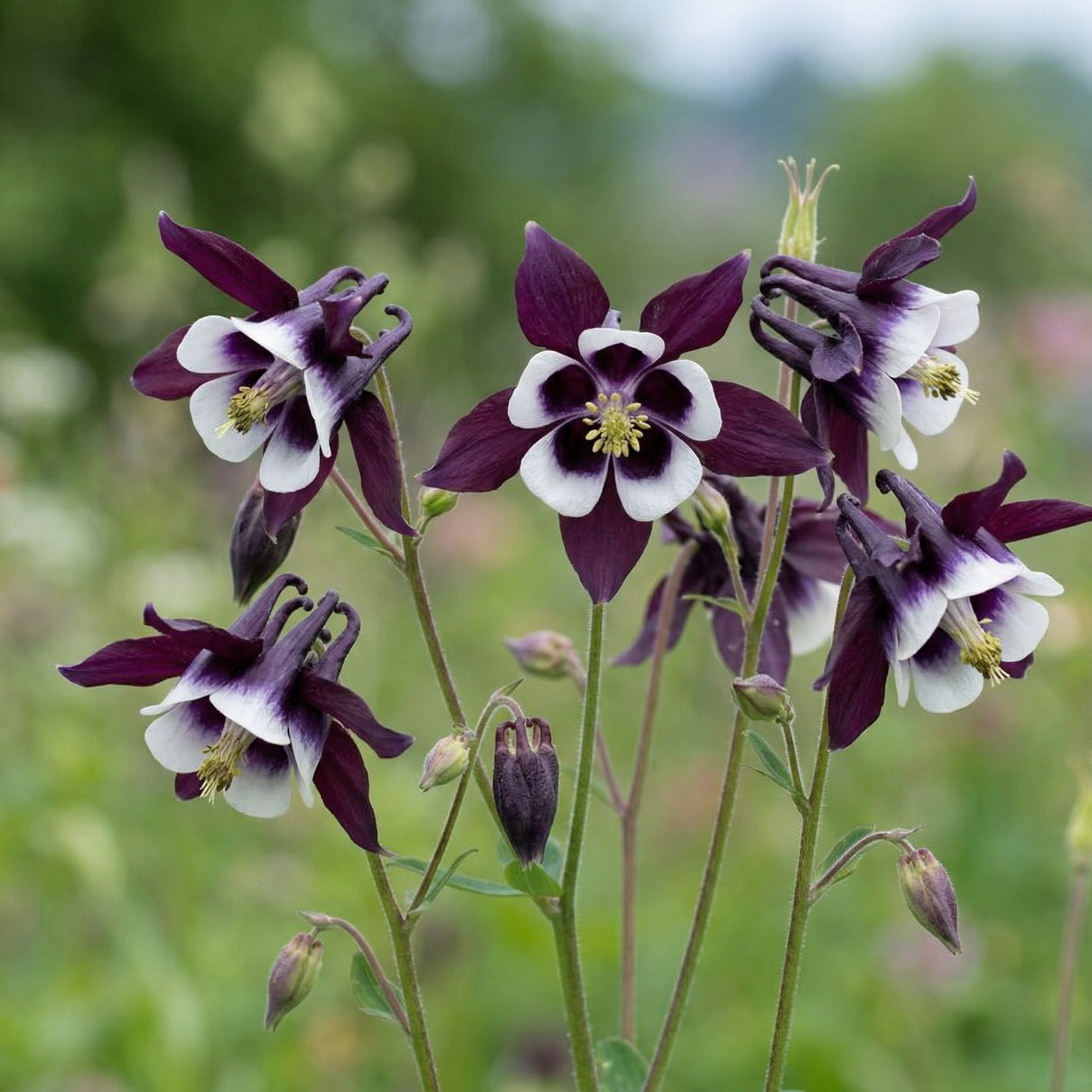 Aquilegia William Guinness