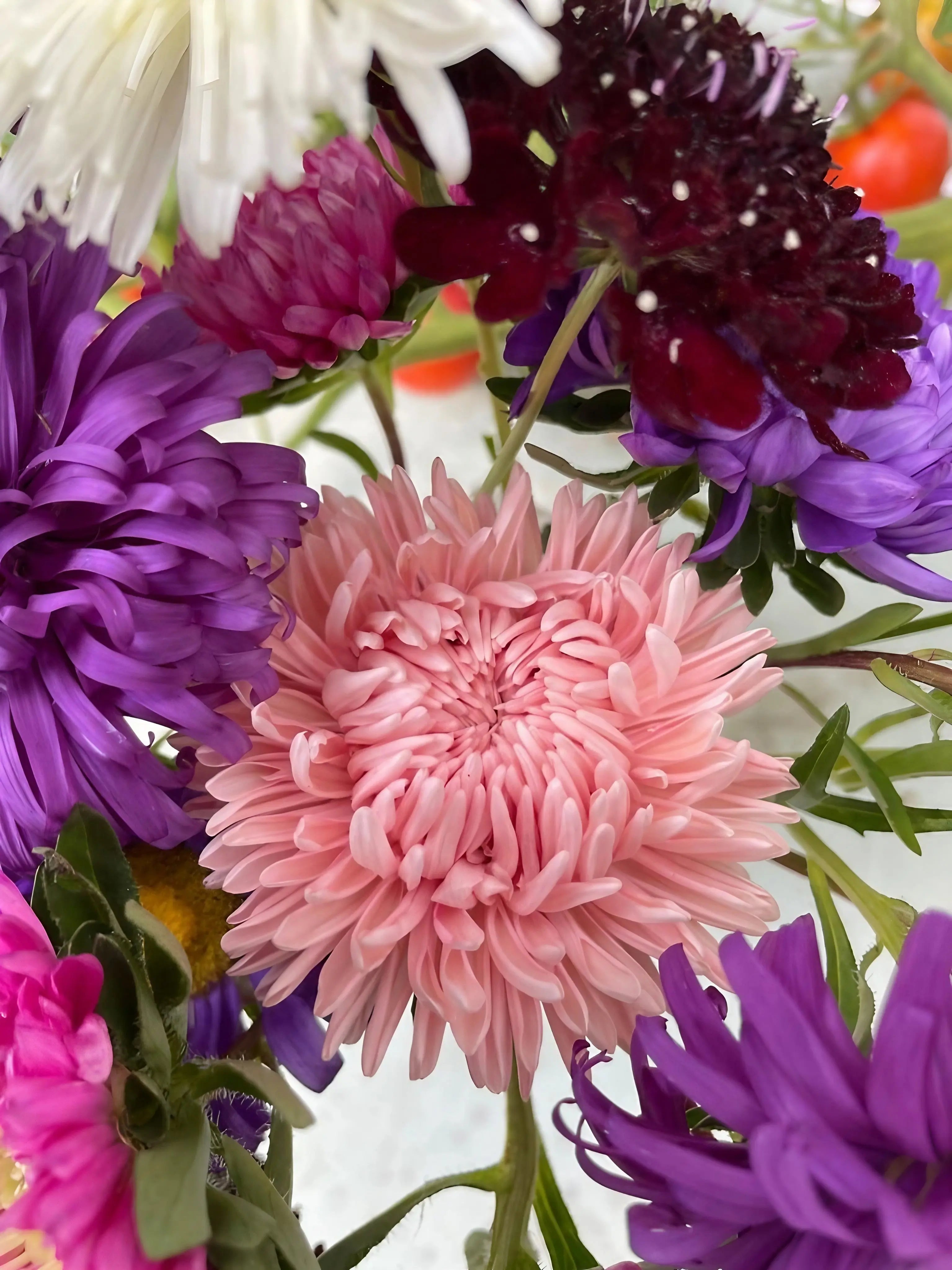Aster Duchess Mixed