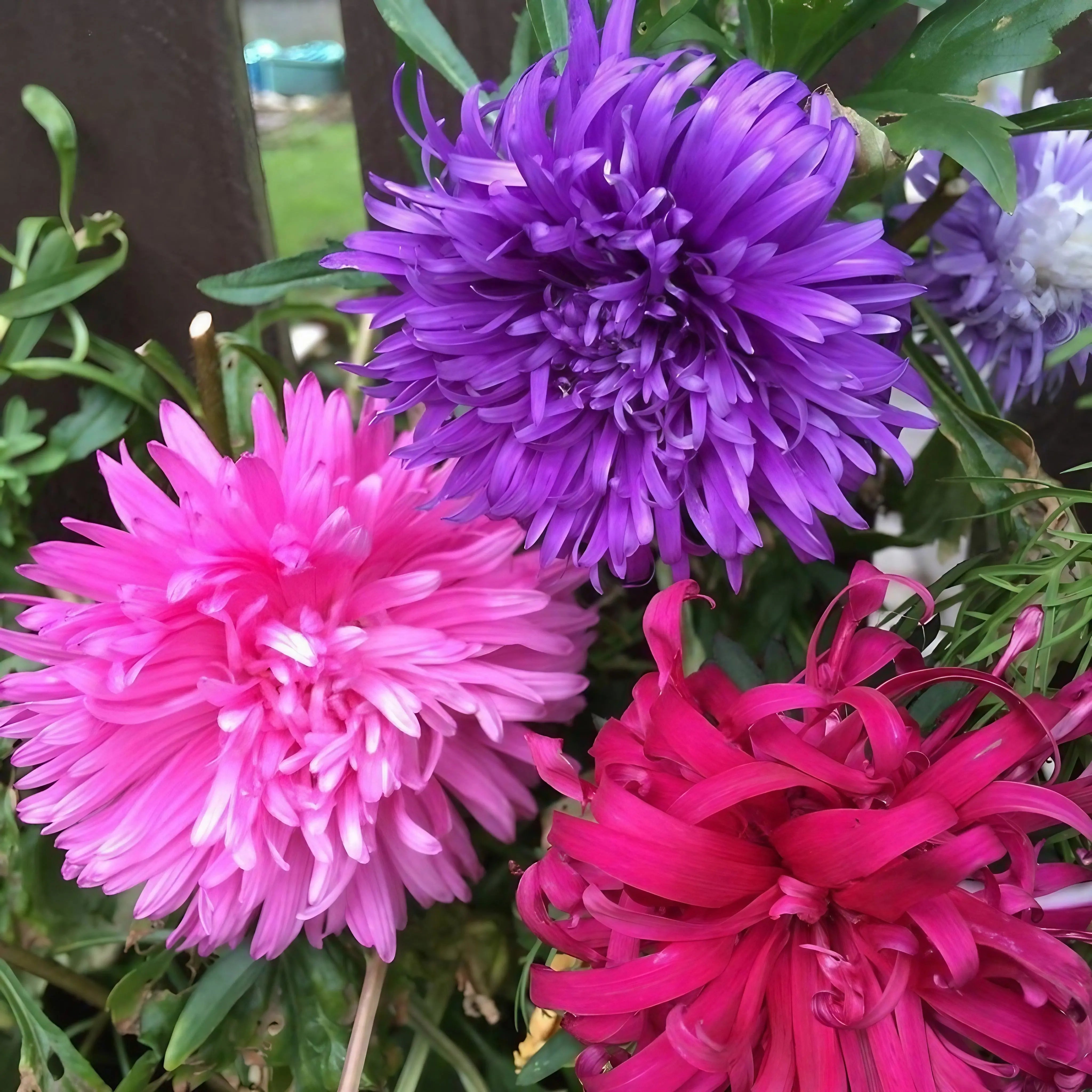 Aster Ostrich Plume