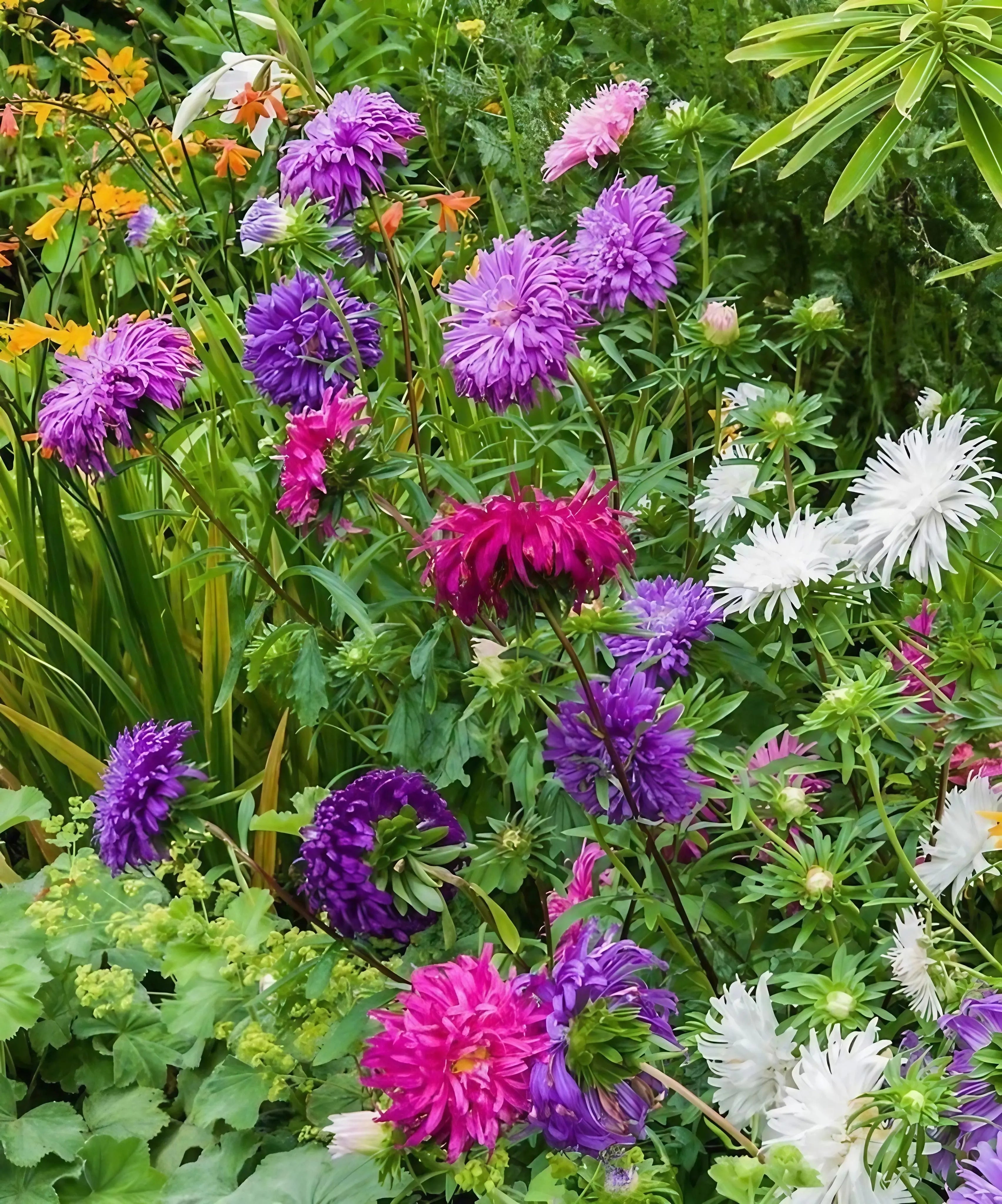 Aster Ostrich Plume