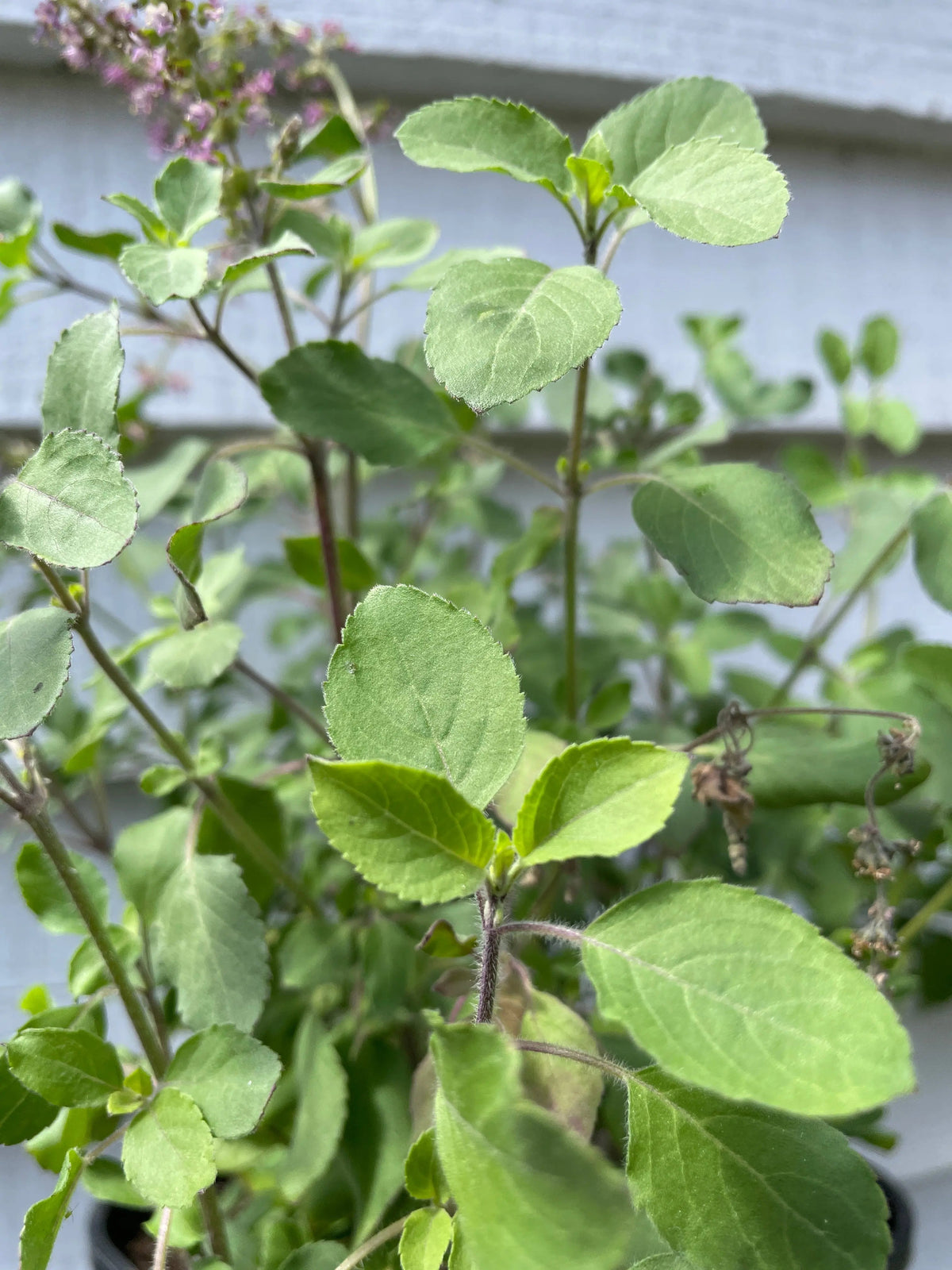 Basil Holy Thai Tulsi Seeds — Kaprao Herb | English Country Gardens