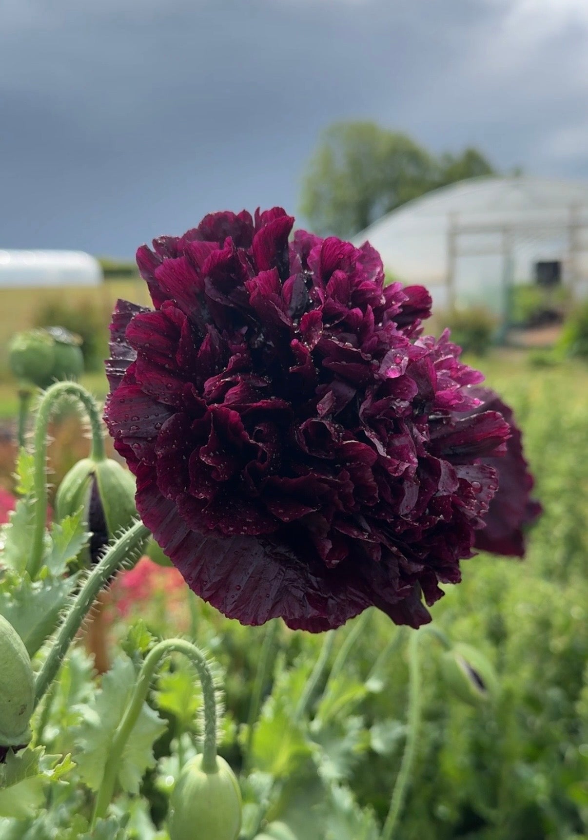 Poppy Black Peony - English Country Gardens