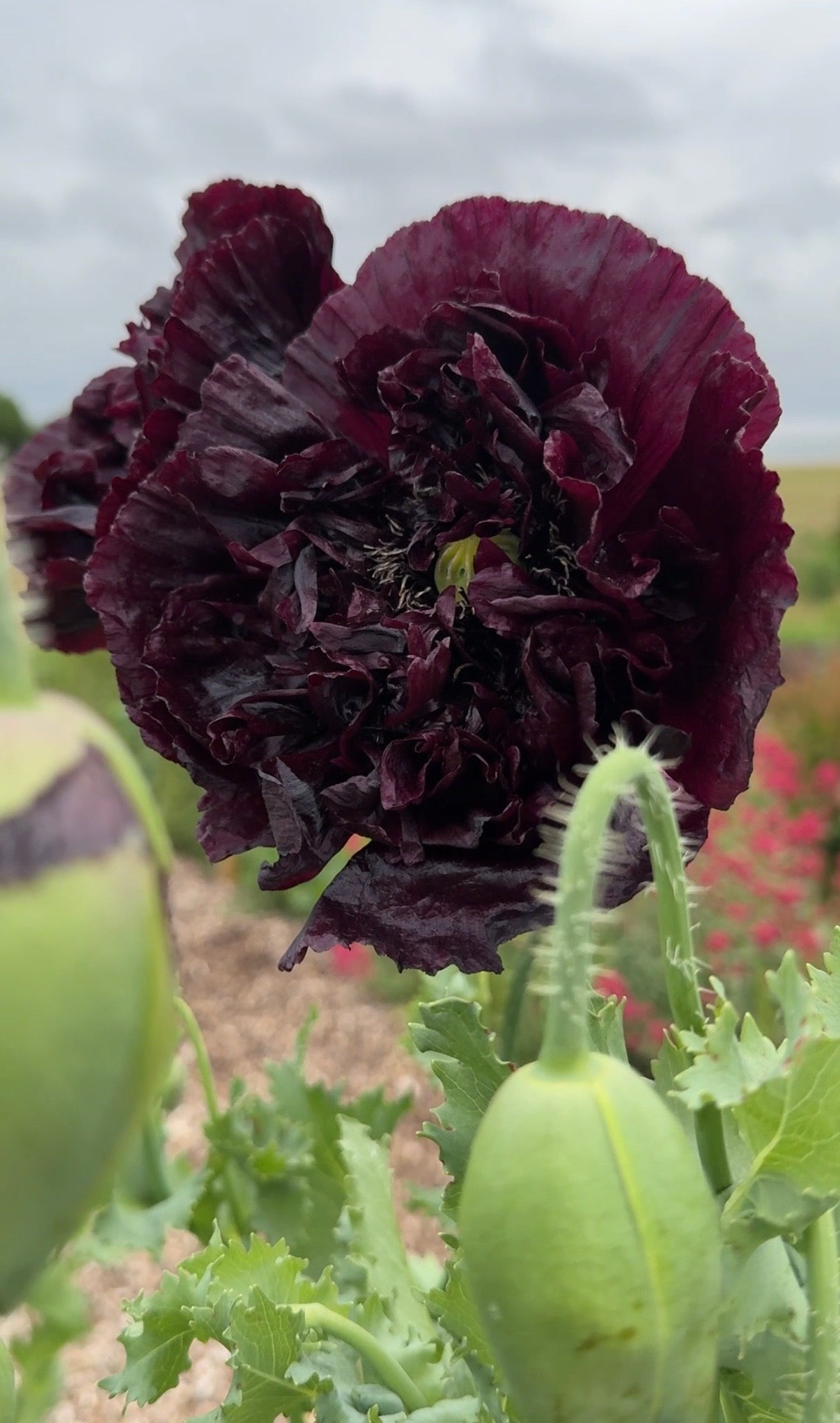 Poppy Black Peony - English Country Gardens