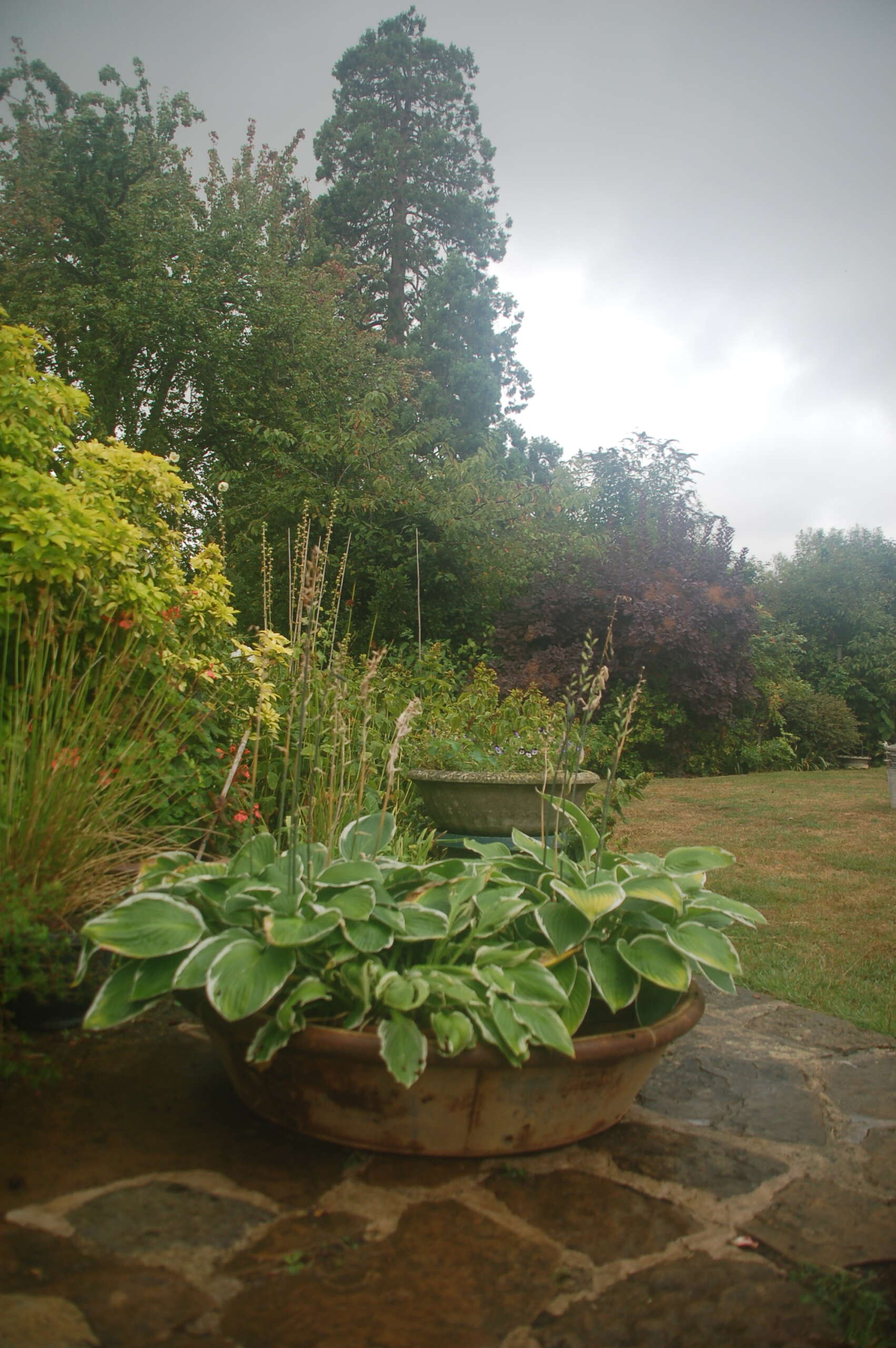 Potted plant on a stone patio with trees in the background
