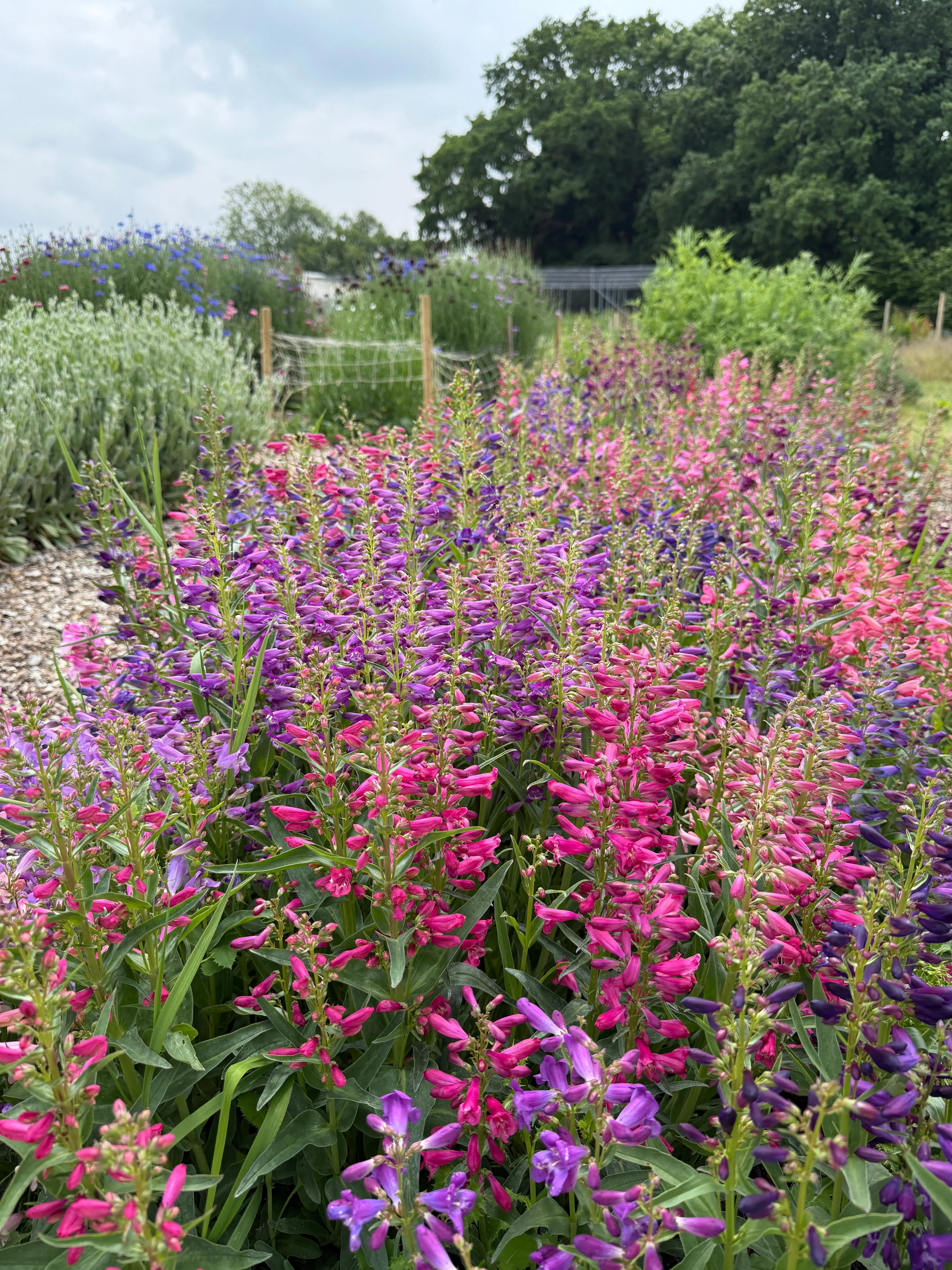 Penstemon Cambridge Mix - English Country Gardens