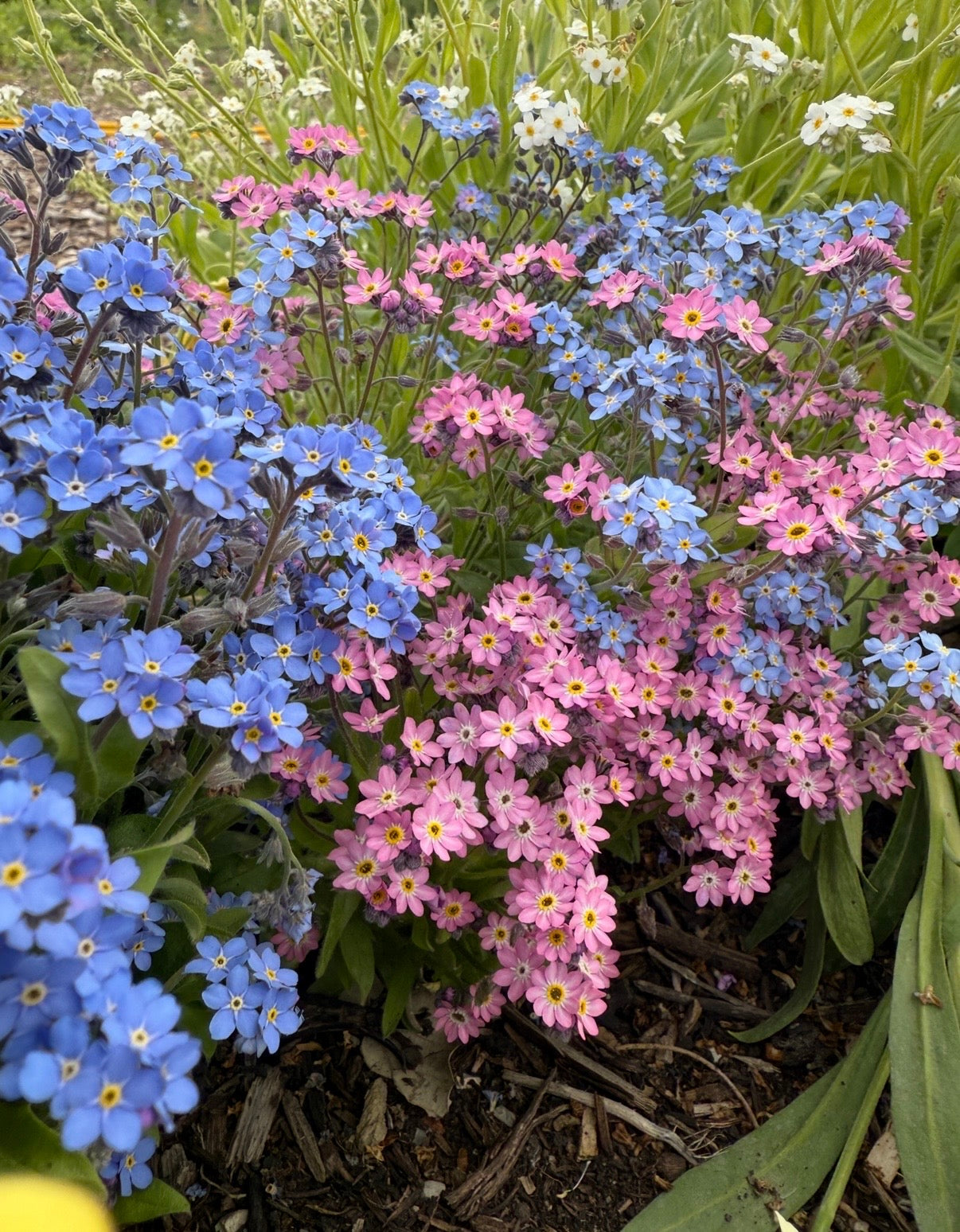 Forget-me-not Victoria Mixed