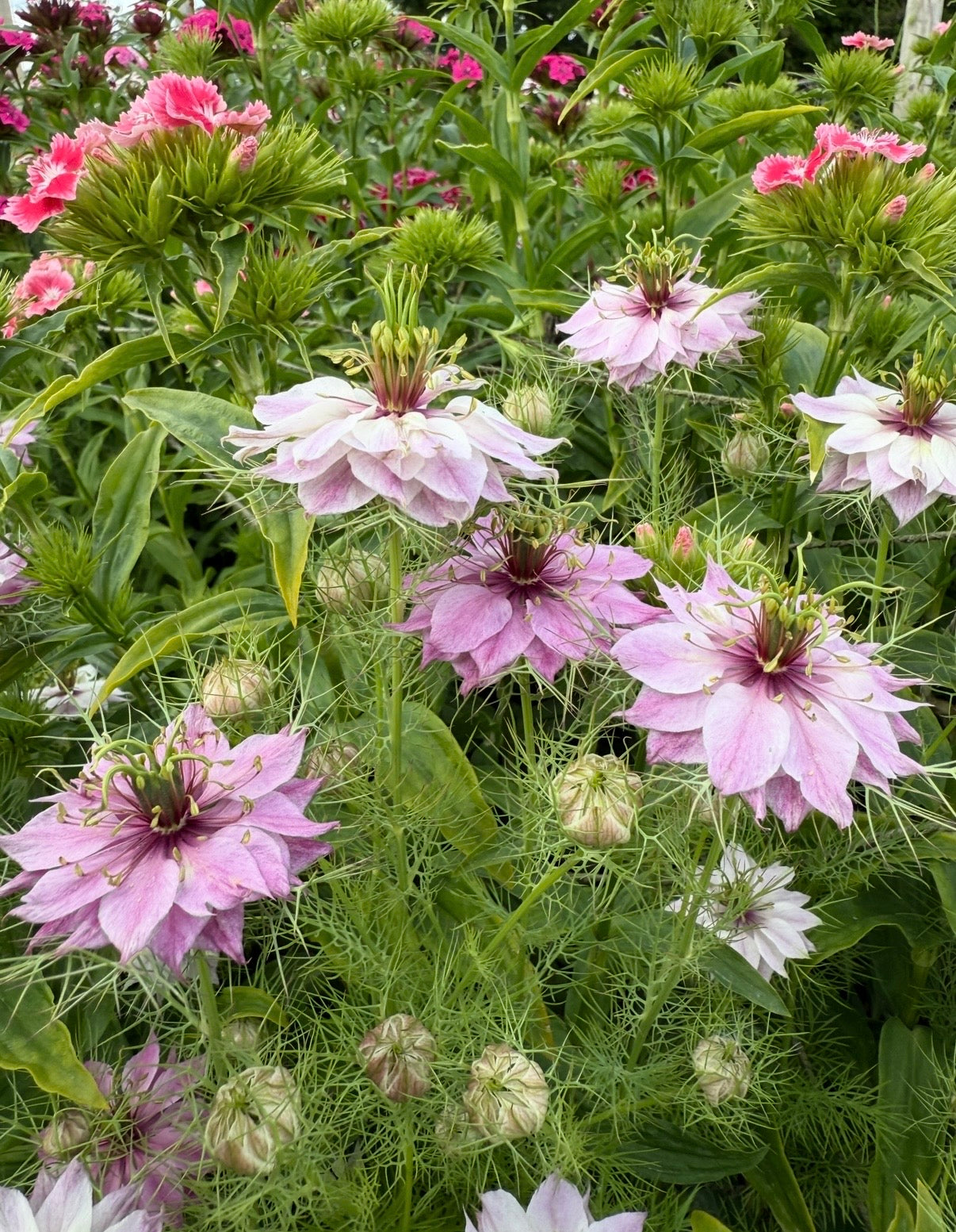 Nigella Mulberry Rose (Love-in-a-mist)