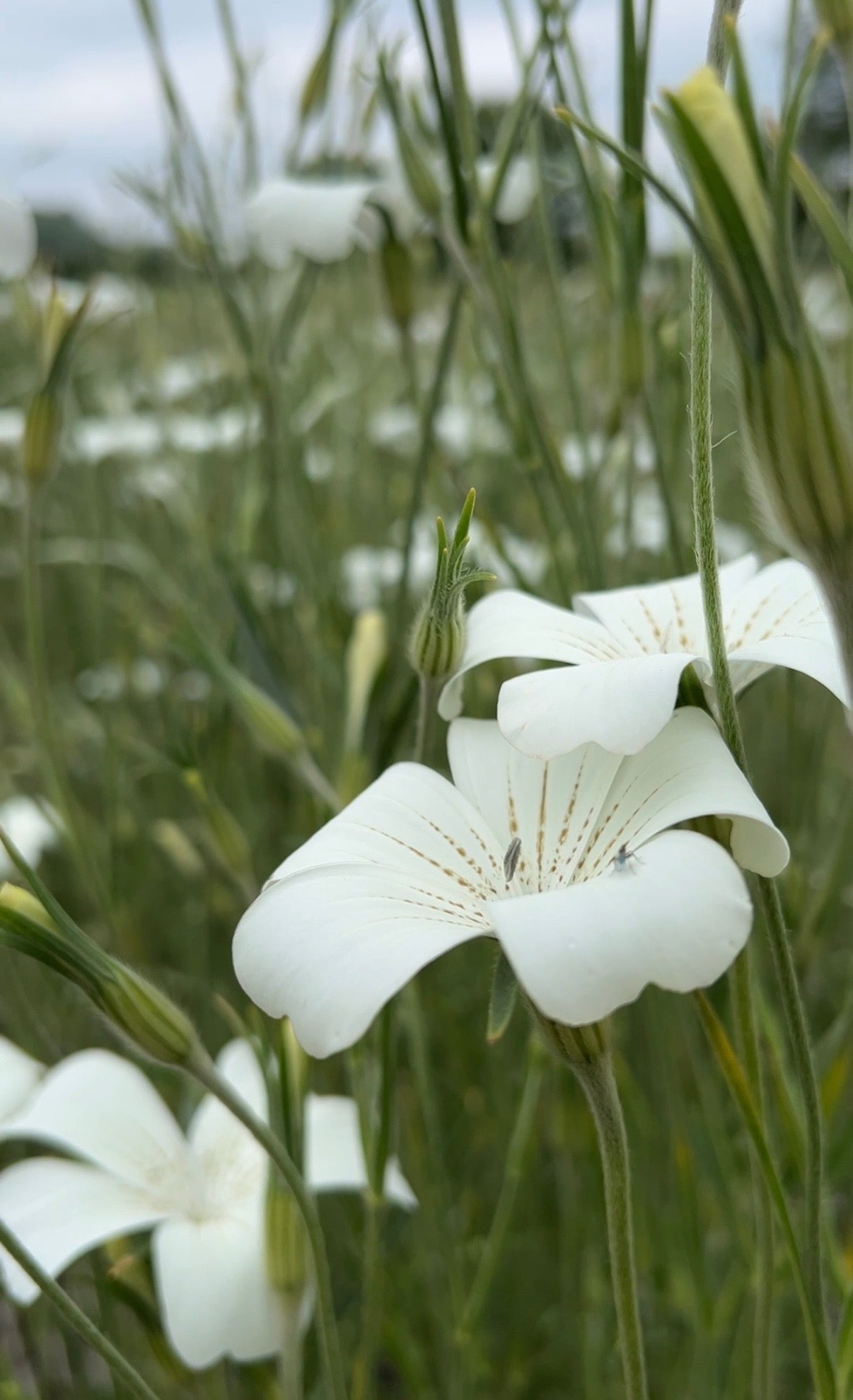 Corncockle Bianca