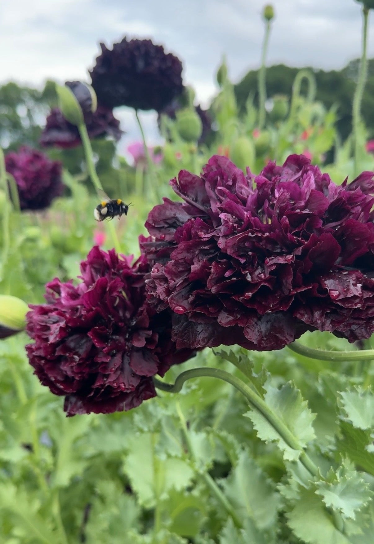 Poppy Black Peony - English Country Gardens