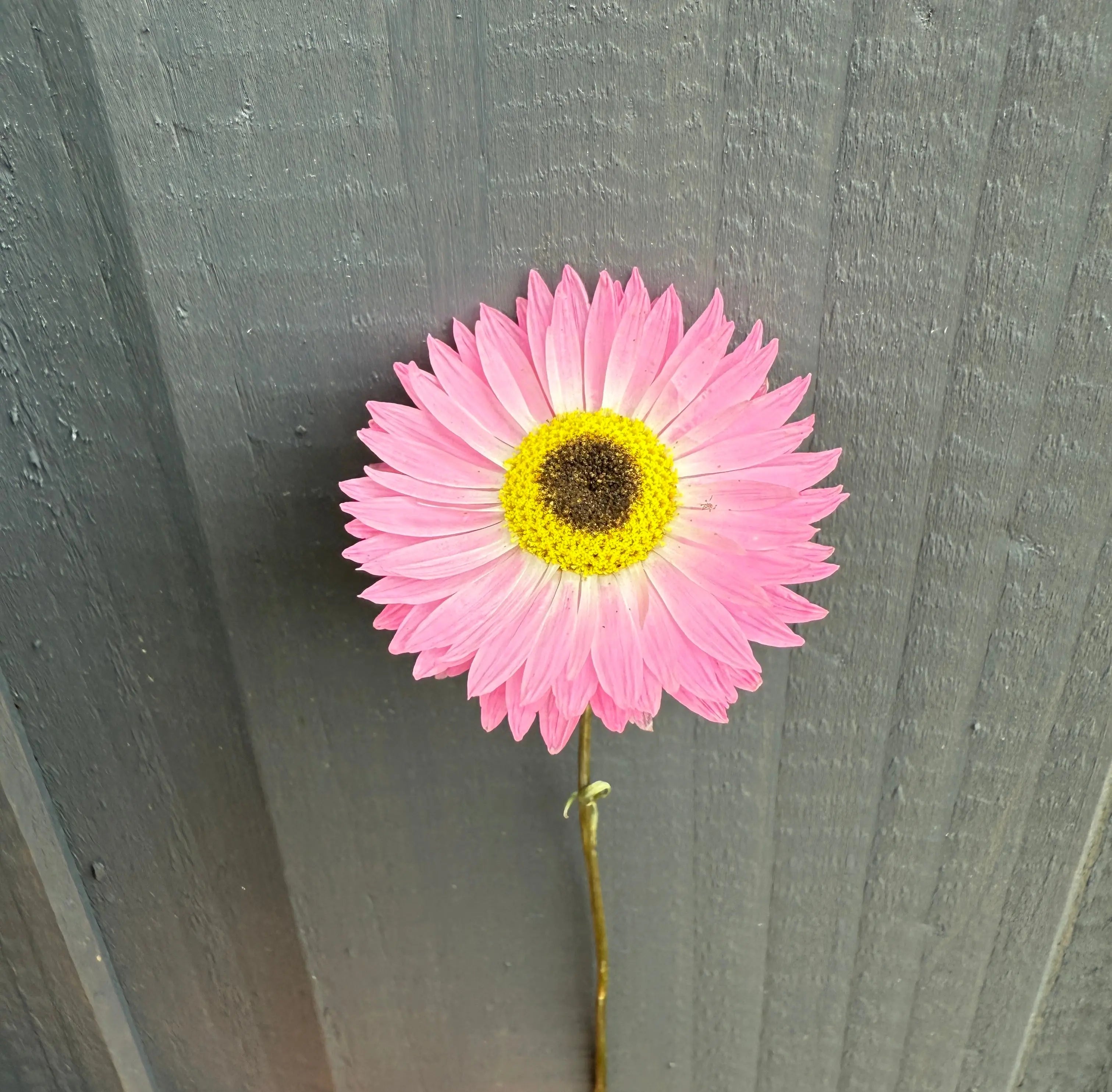 Acroclinium Strawflowers Dried - English Country Gardens
