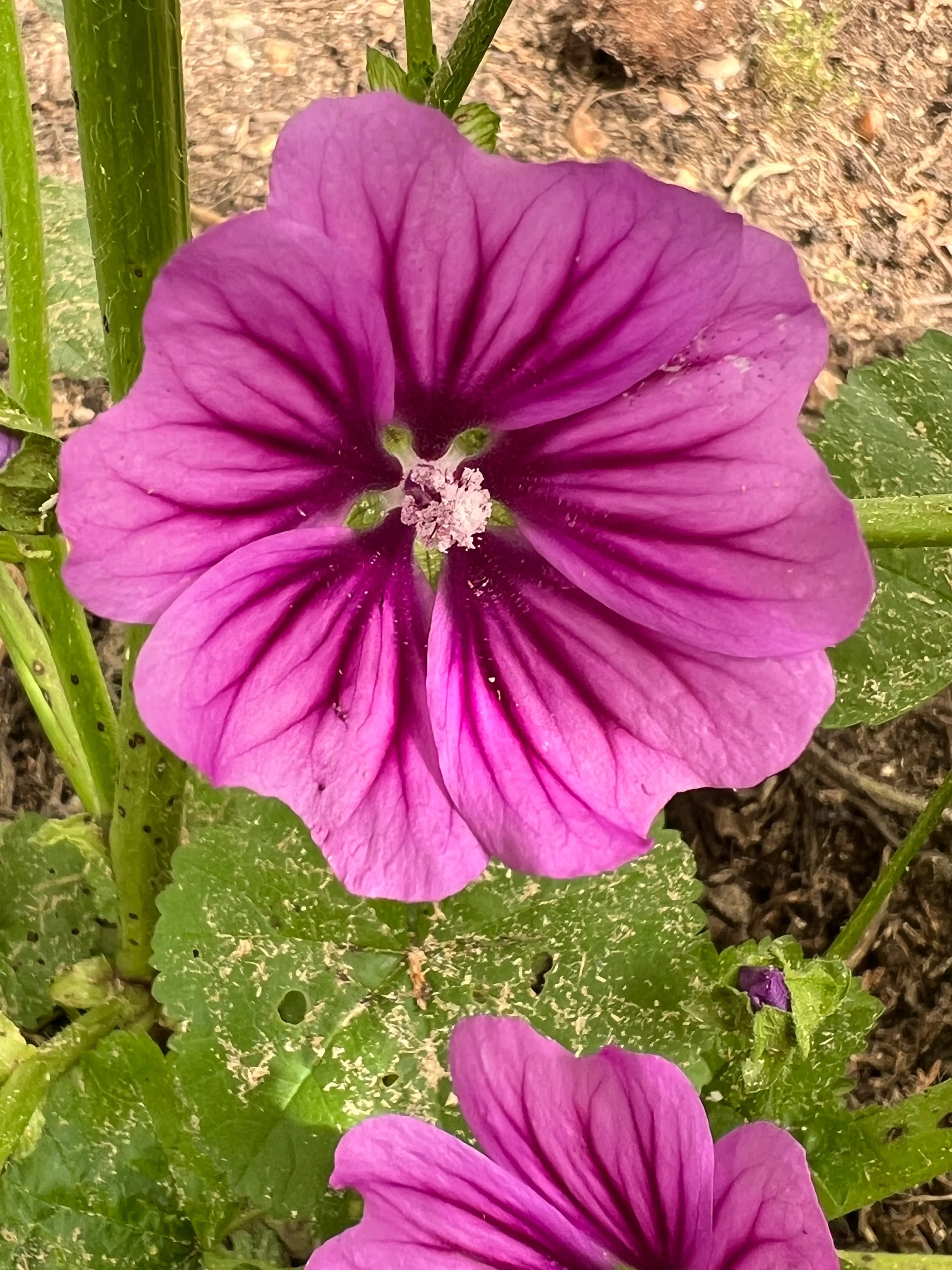 Malva Mystic Merlin