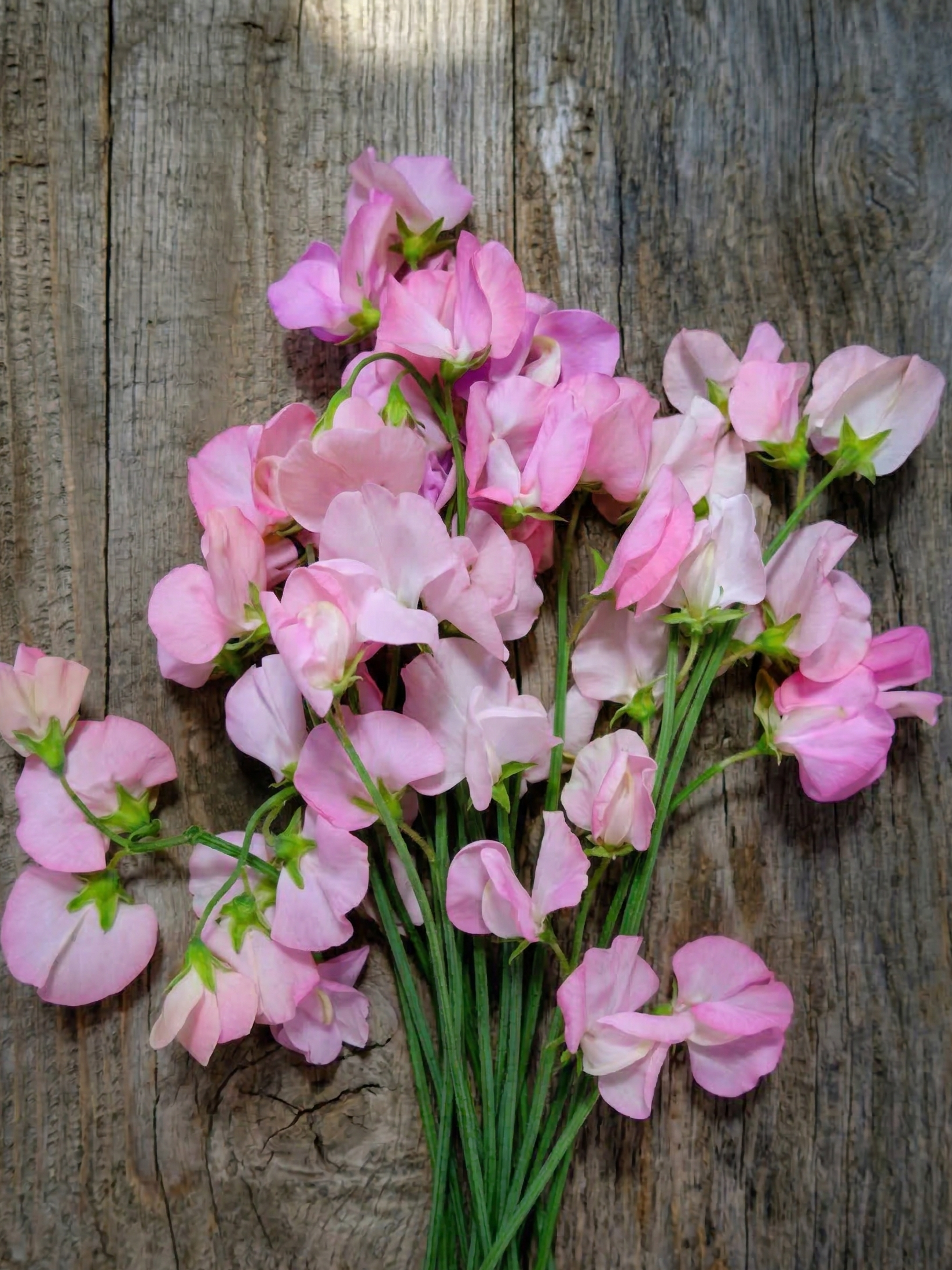 Sweet Pea Mollie Rilstone
