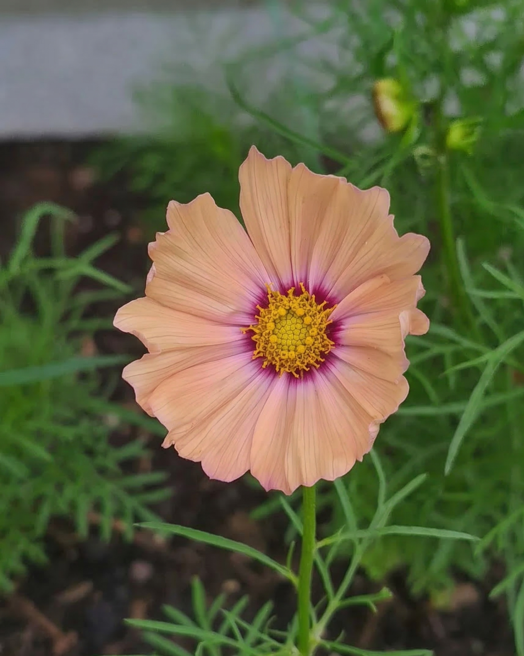 Cosmos Apricotta