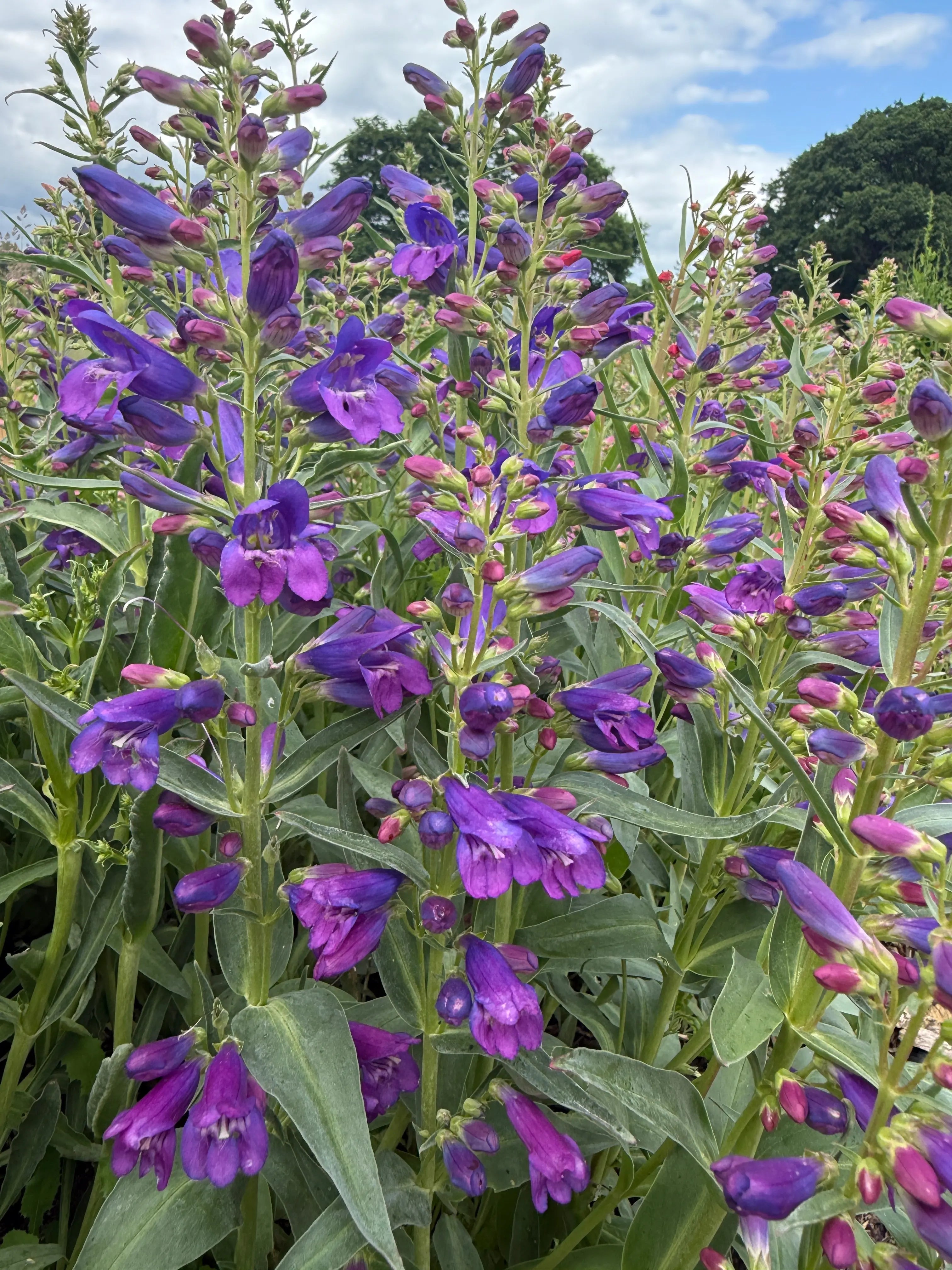 Penstemon Cambridge Mix - English Country Gardens