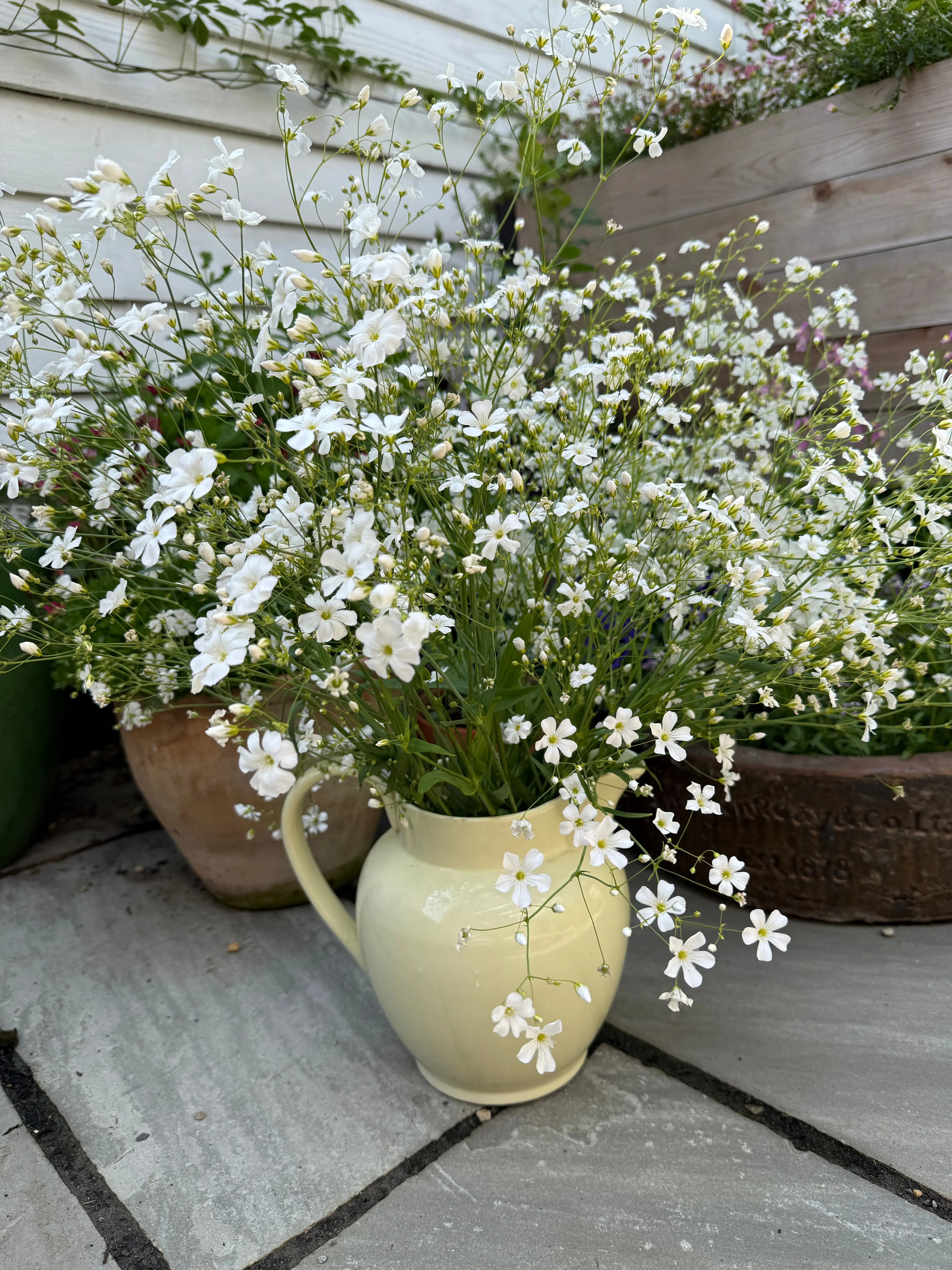 Gypsophila Covent Garden