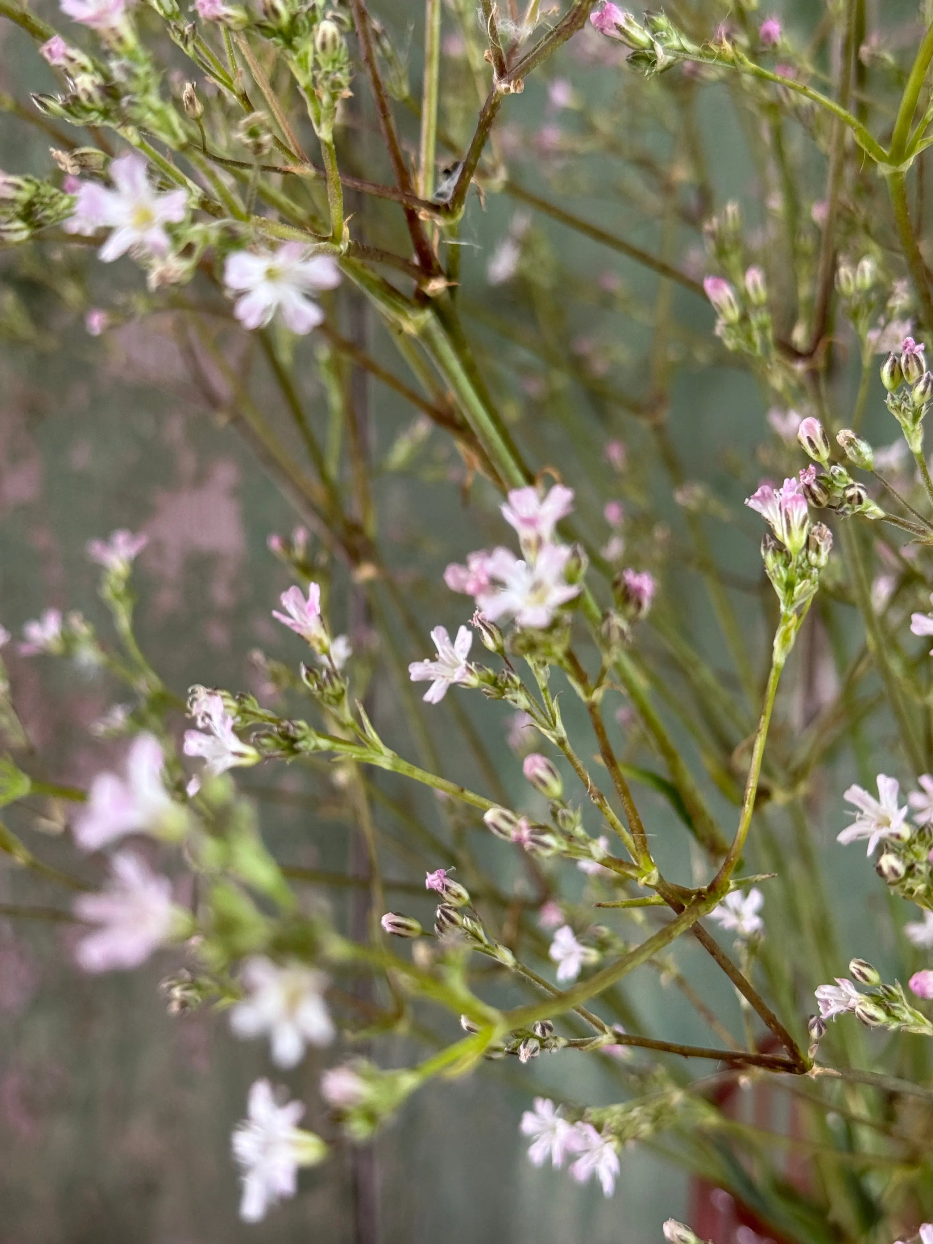 Gypsophila Pink