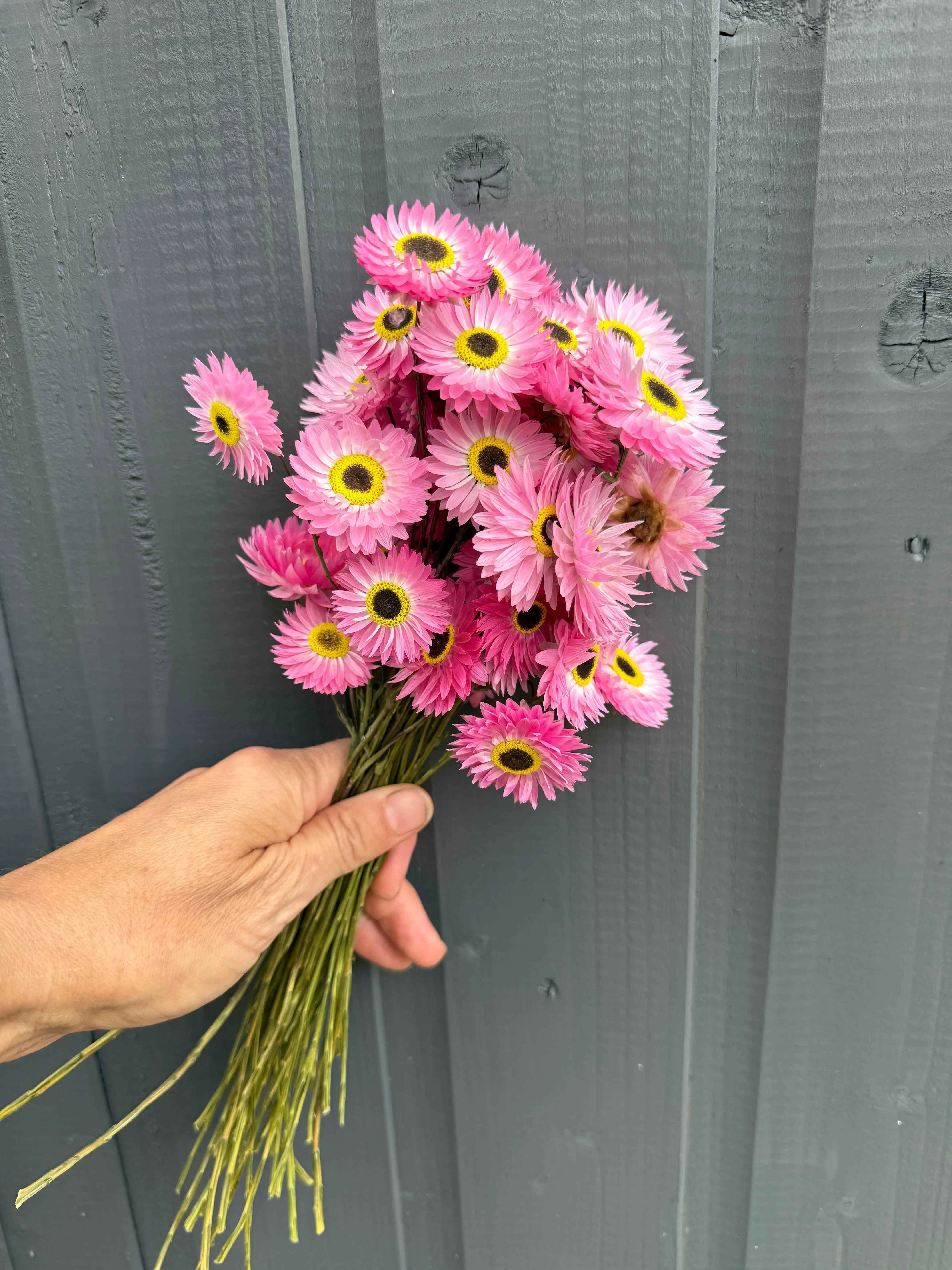 Acroclinium Strawflowers Dried - English Country Gardens
