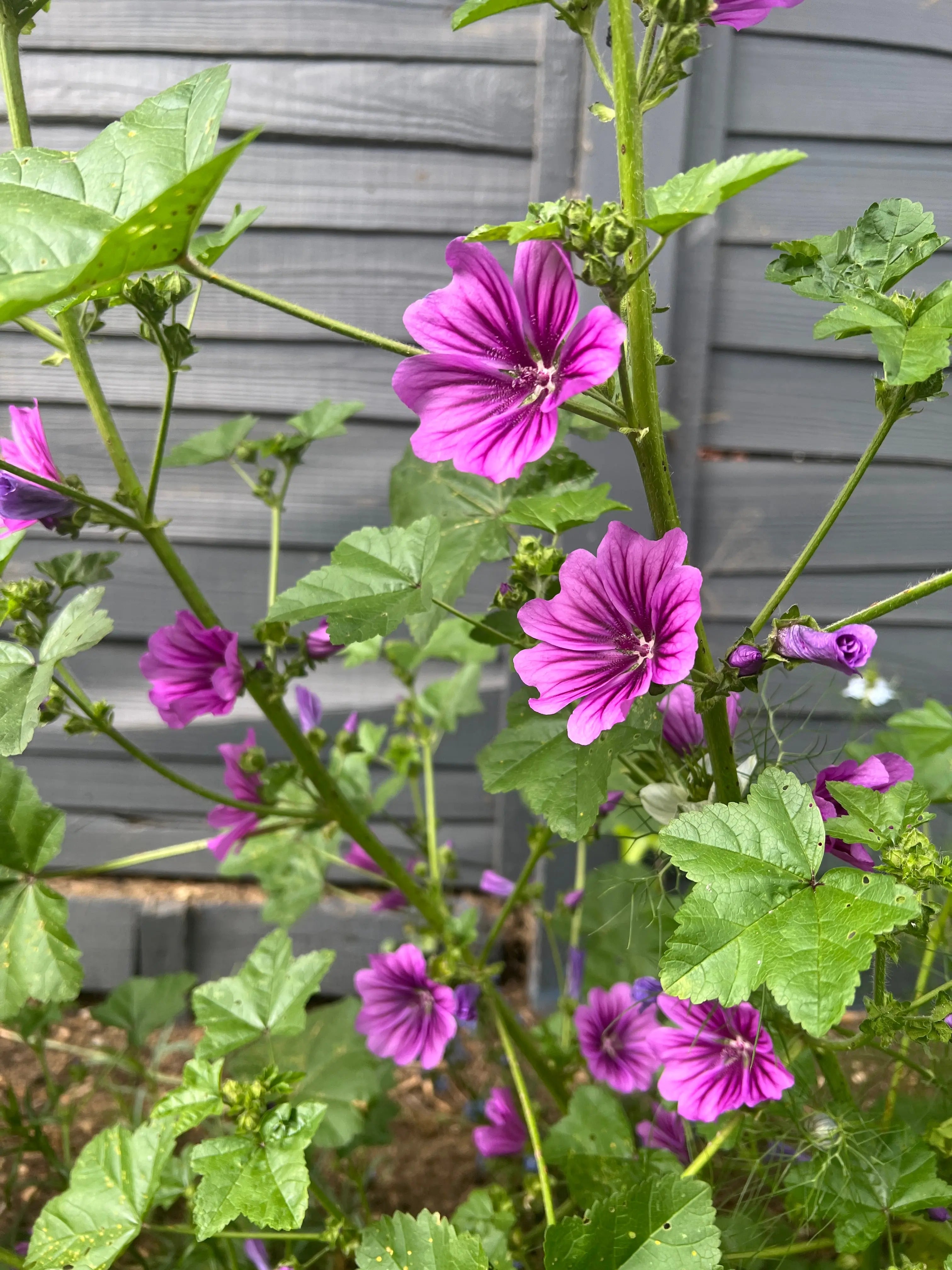 Malva Mystic Merlin