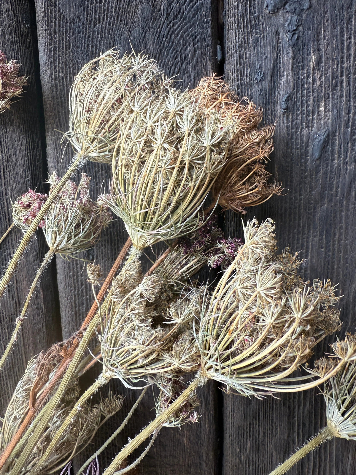 Umbellifers Dried - English Country Gardens