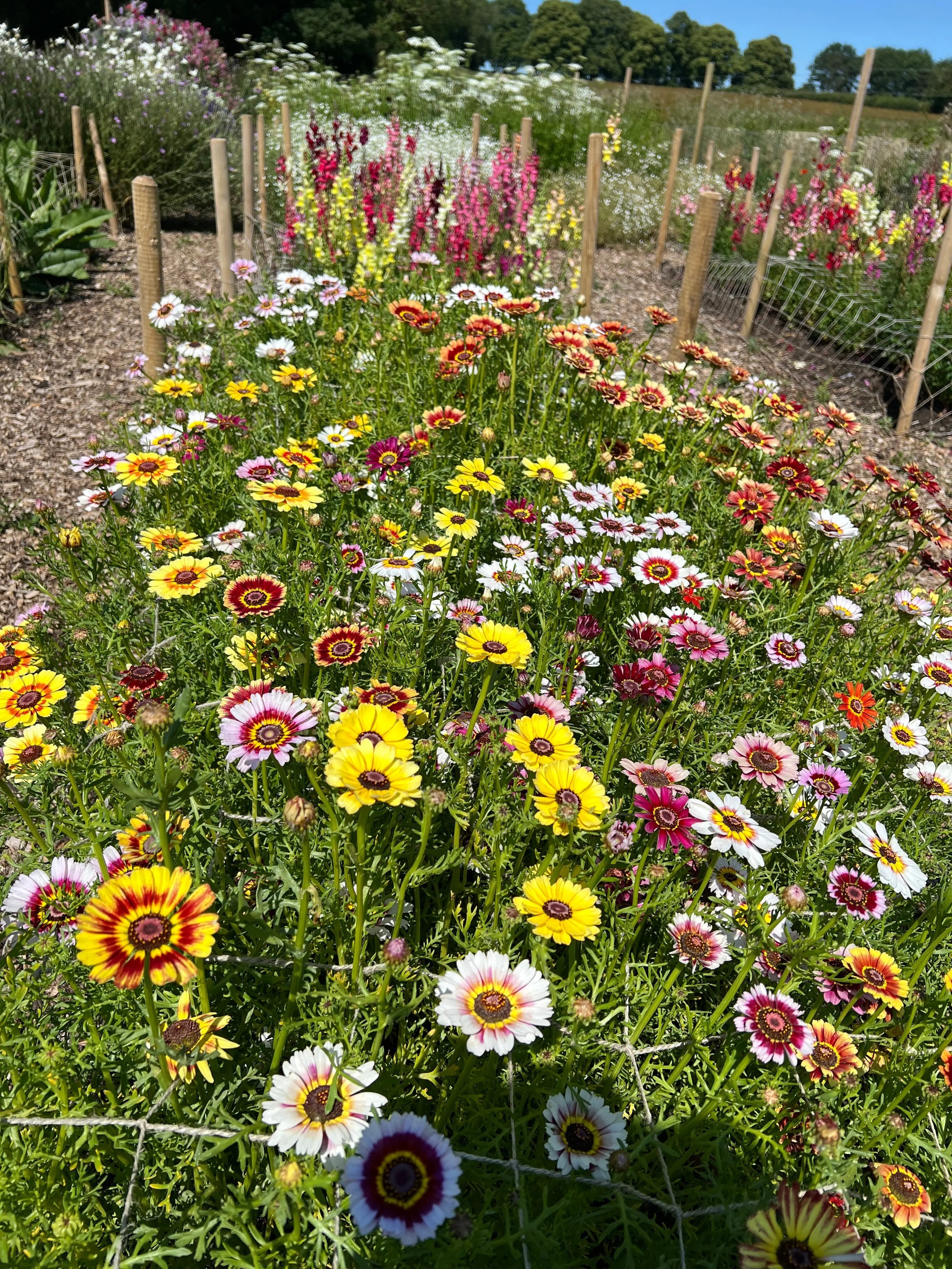 Chrysanthemum Painted Daisies