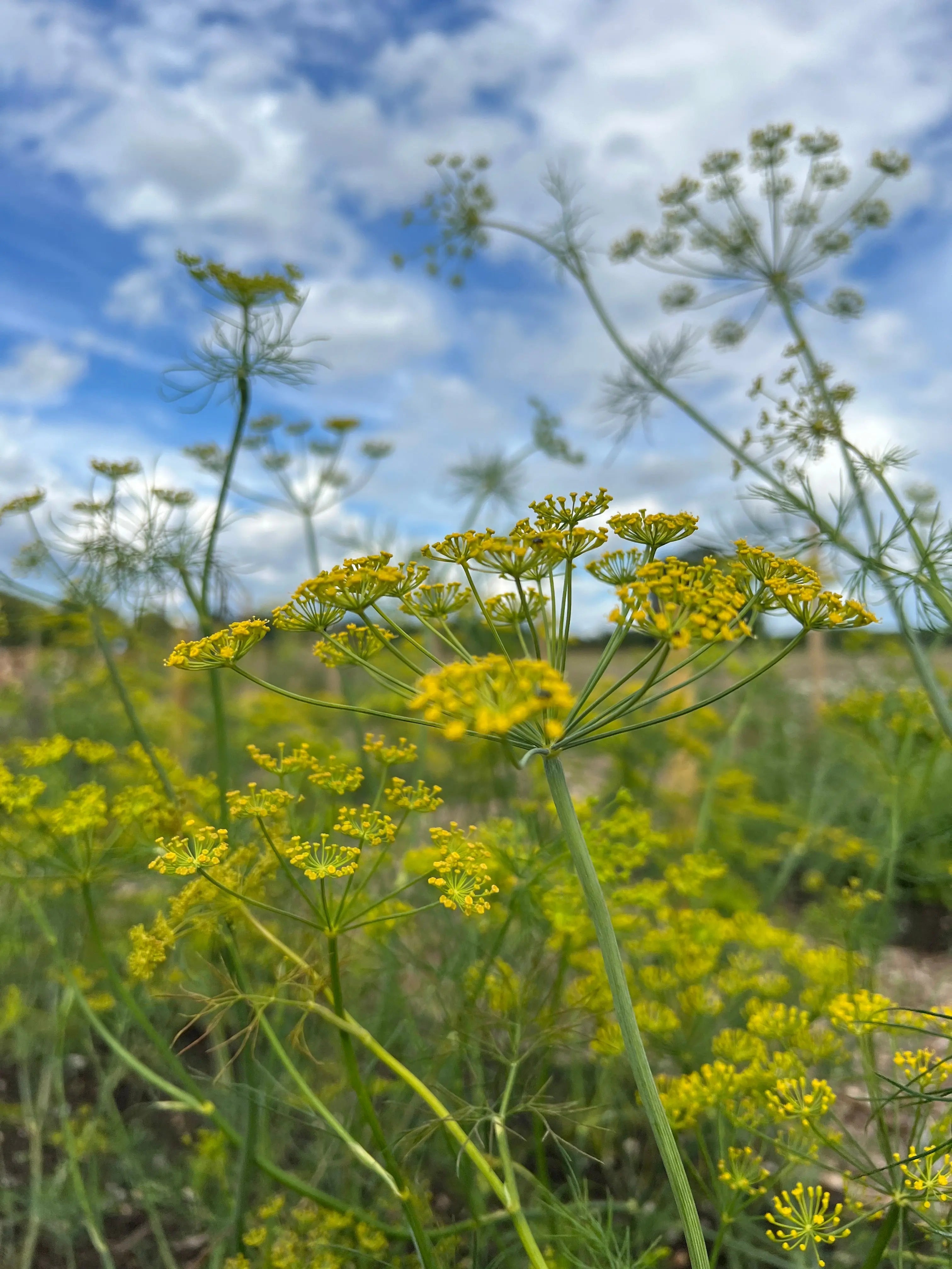 Dill Bouquet - English Country Gardens