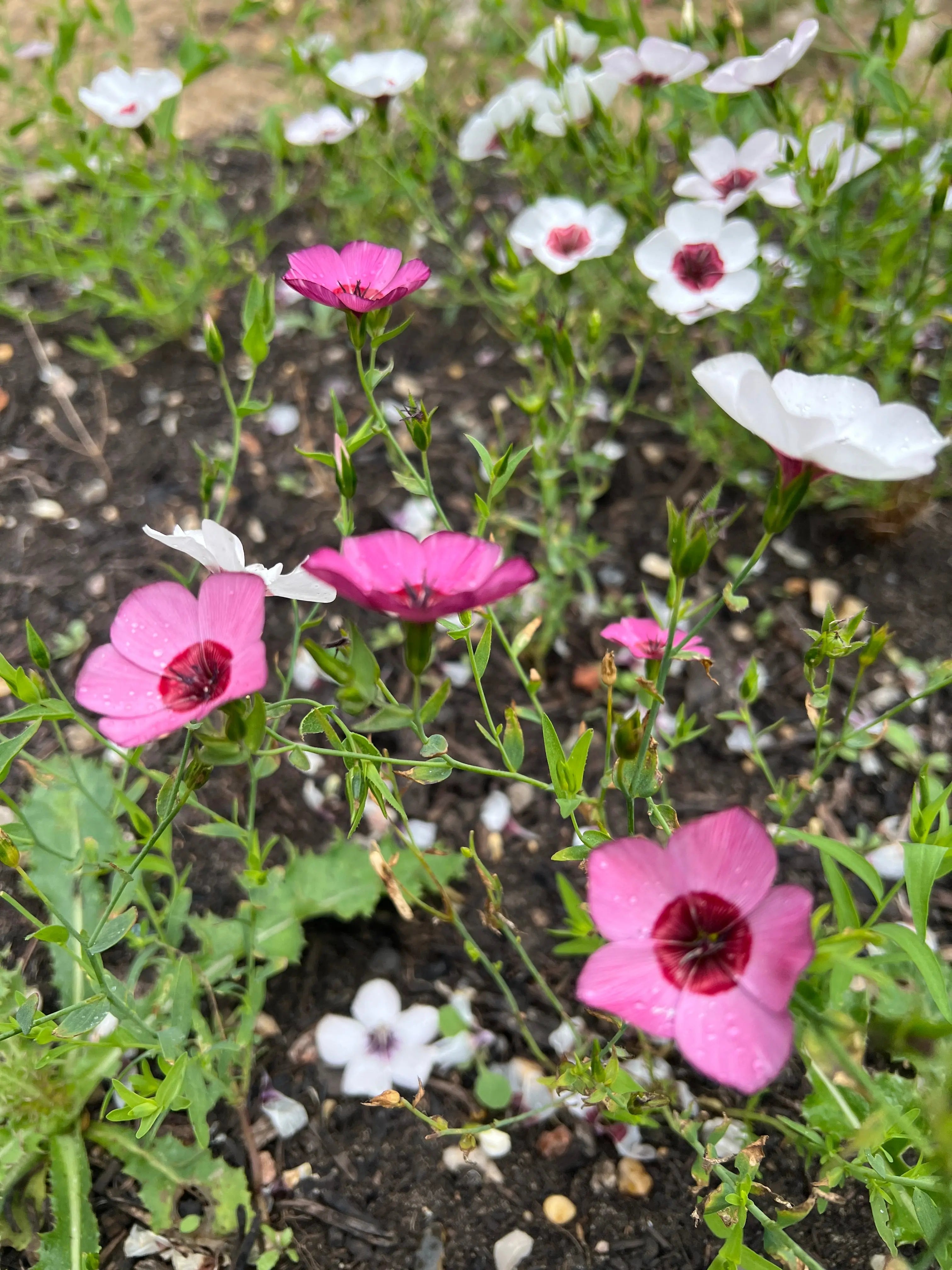 Linum Bright Eyes