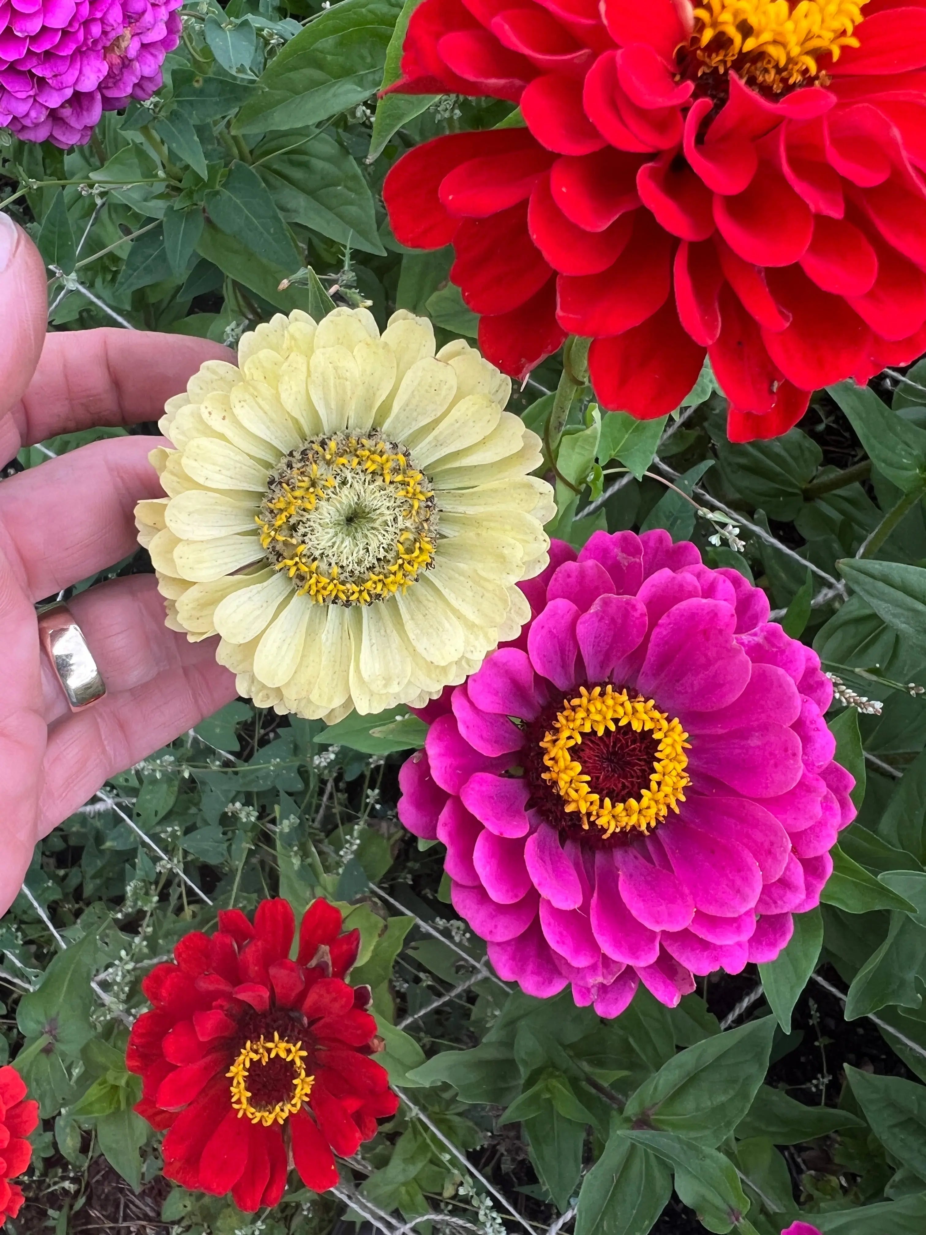 Zinnia Green Envy