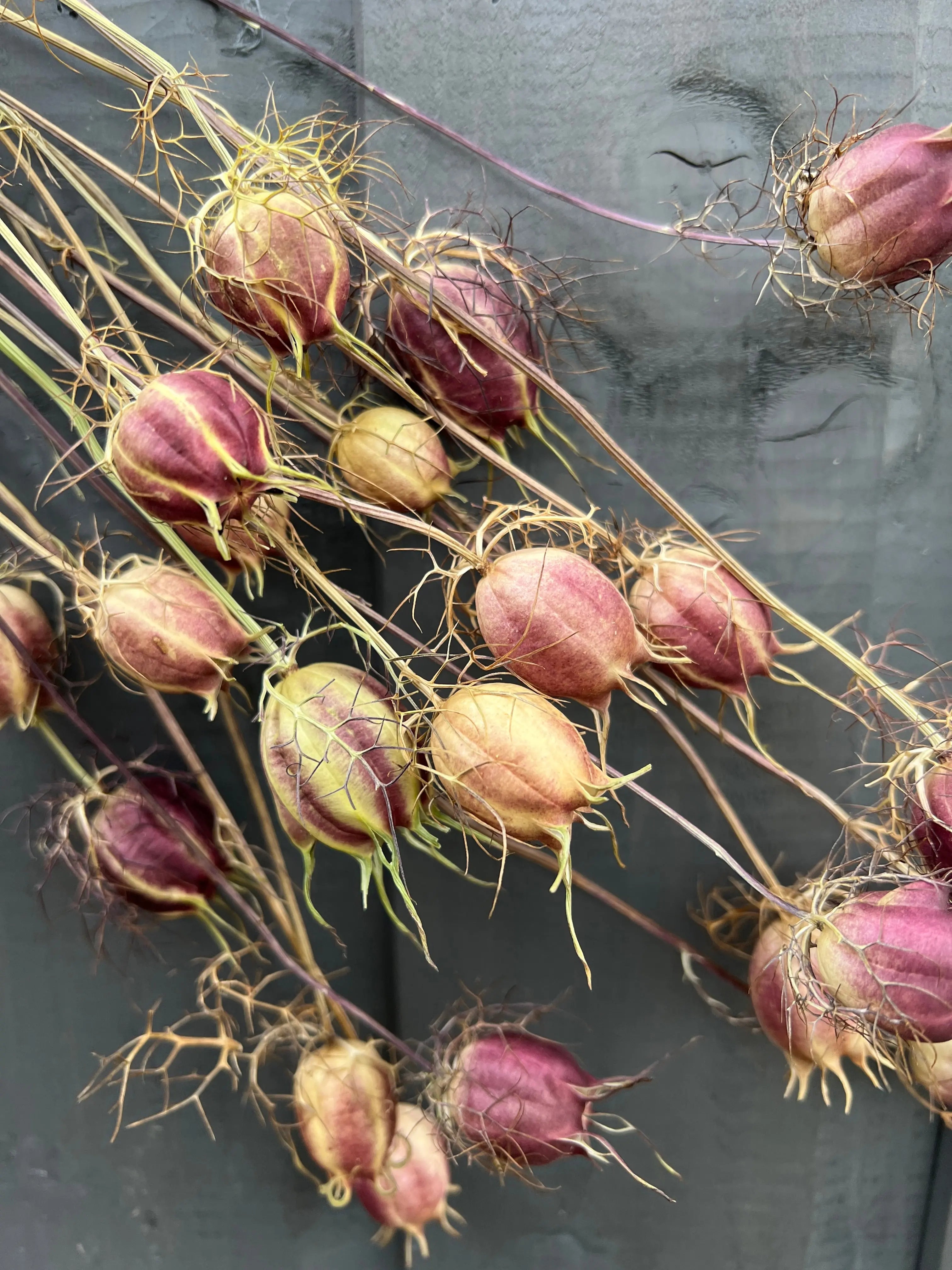 Nigella Seeds Heads Dried - English Country Gardens