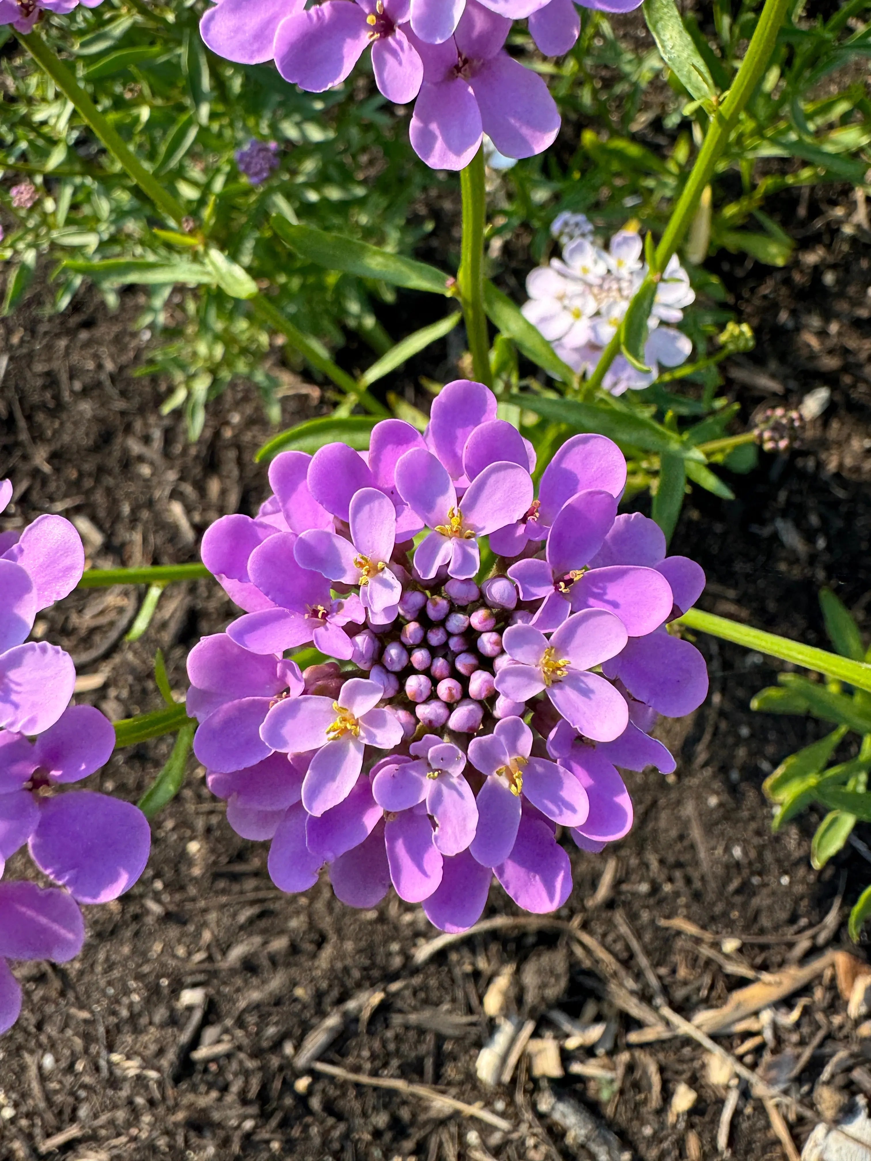 Candytuft Crown Mixed