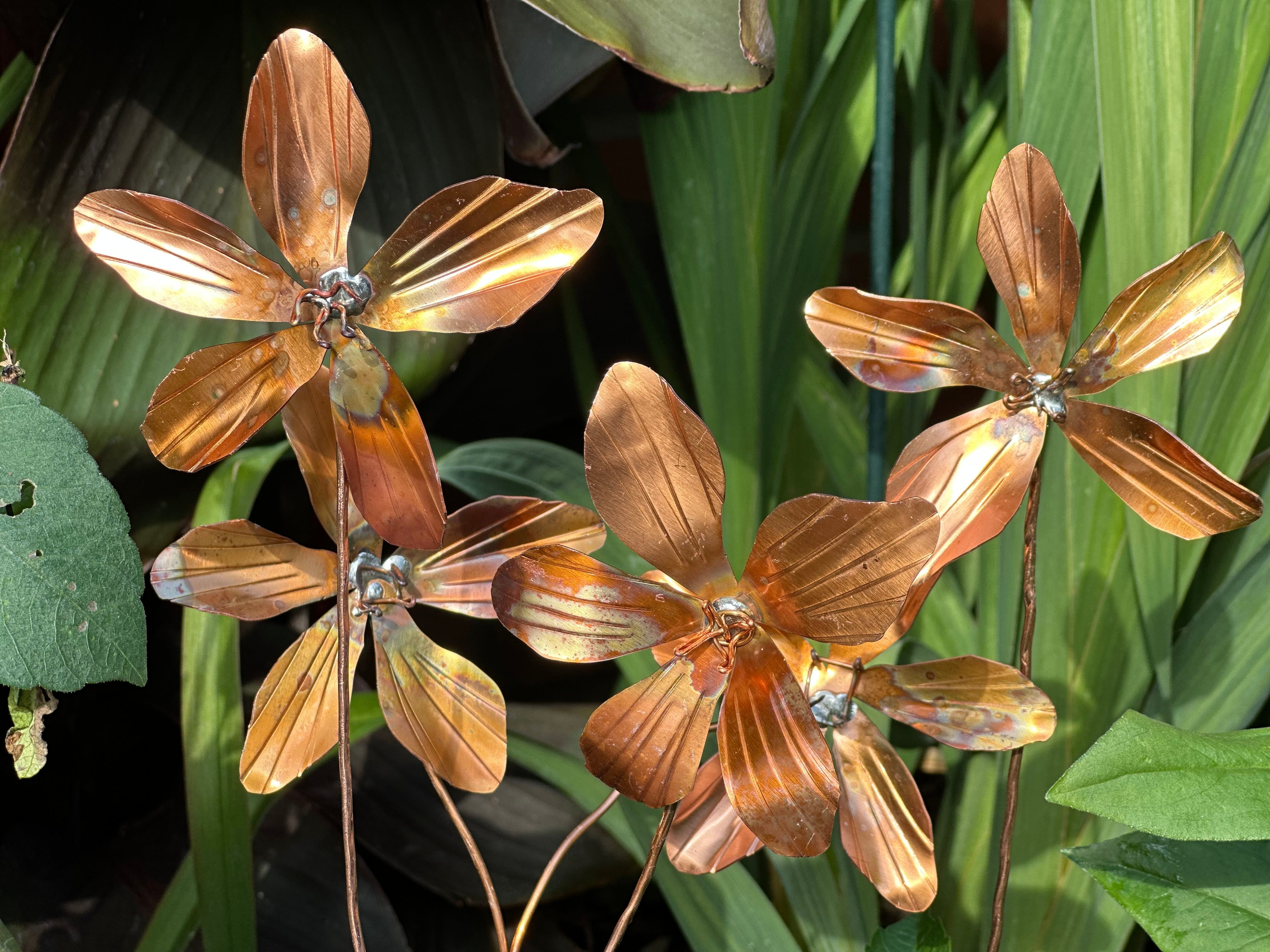 Copper Clematis Flower