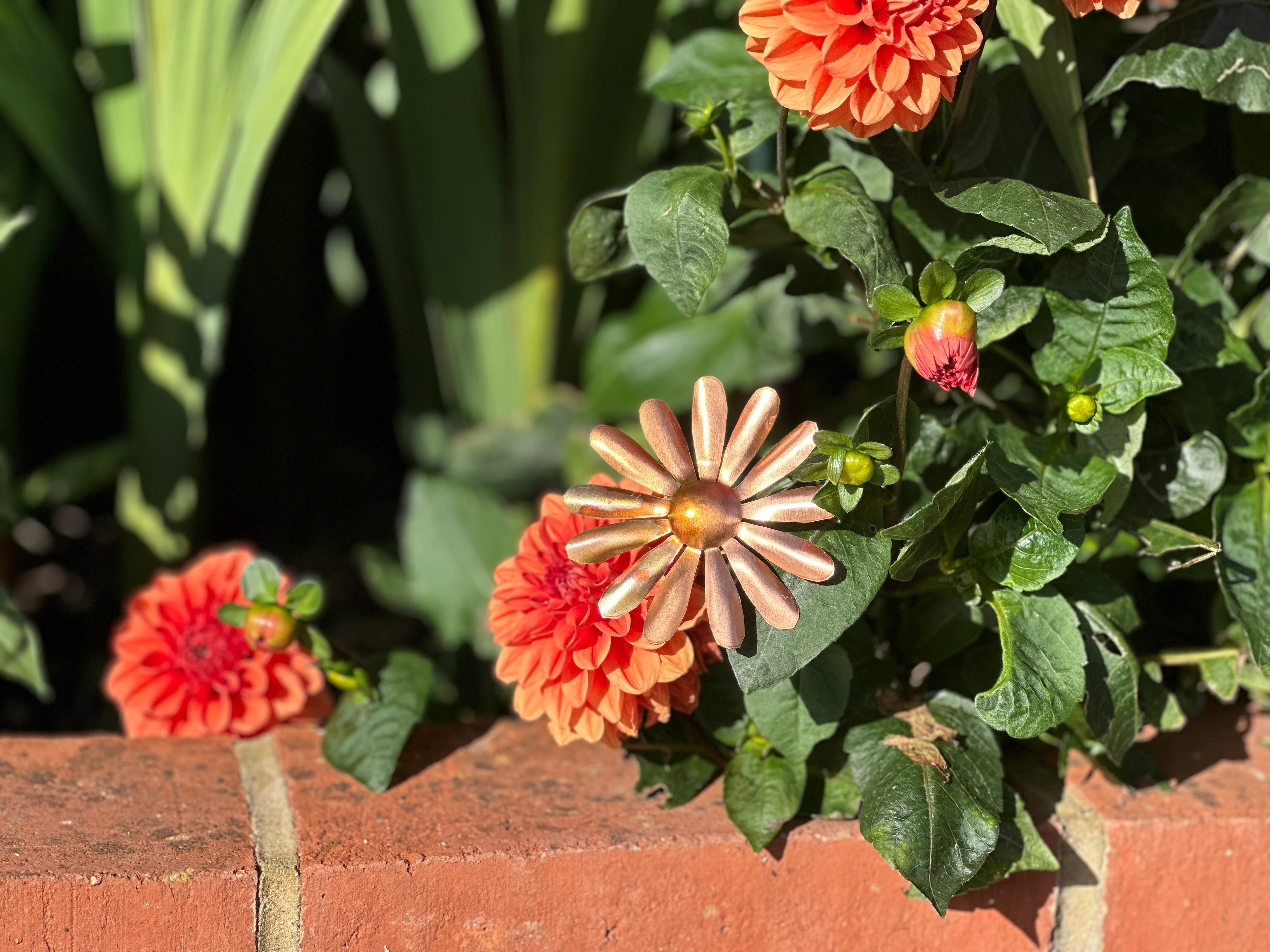 Copper Daisy Flower